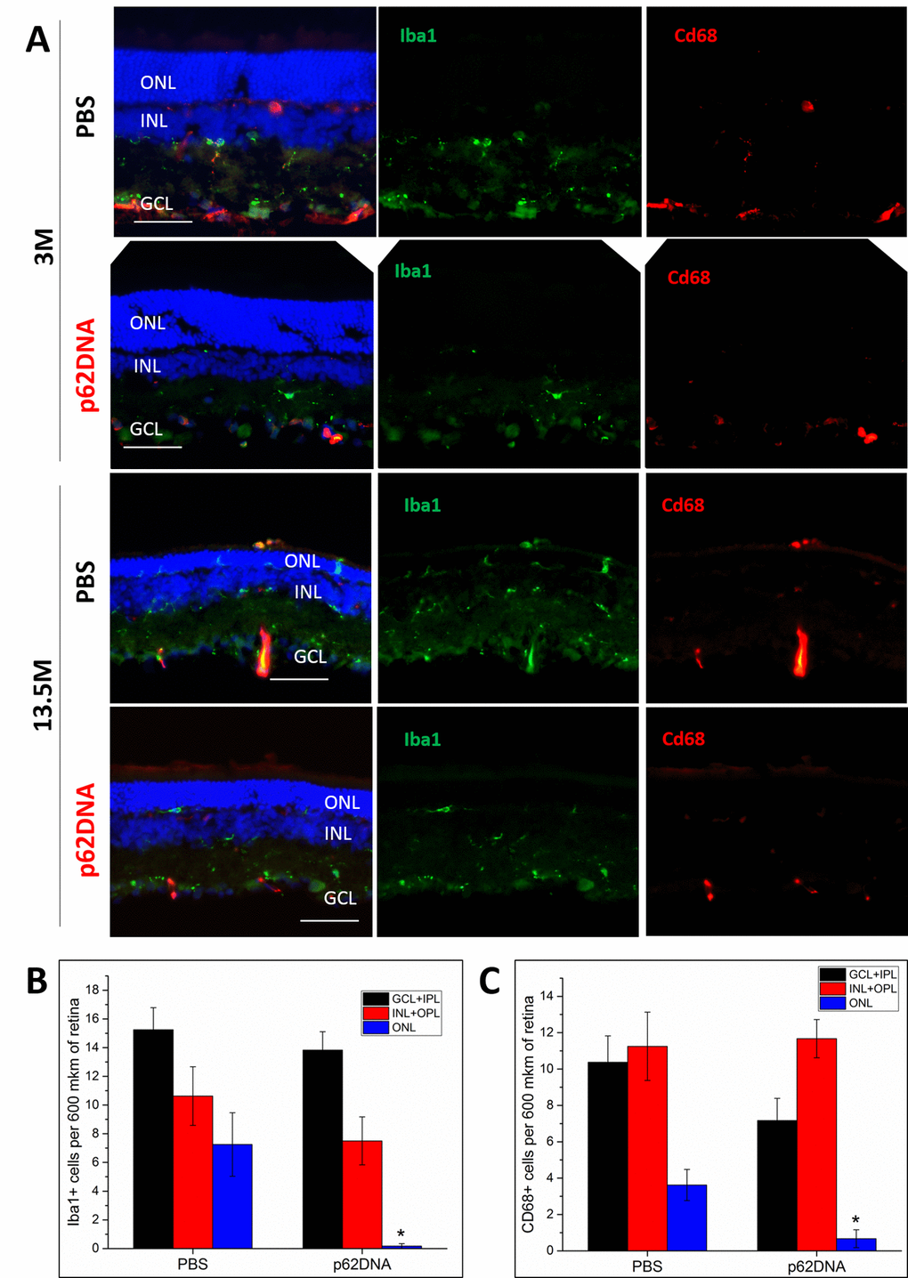 p62DNA abolished migration of Iba1+ and Cd68+ positive cells (microglia and macrophages) to the outer nuclear layer in 13.5-month-old OXYS rats. (A) Representative images of Iba1 (green) and Cd68 (red) immunostaining in OXYS rats treated with PBS or p62DNA at 3 and 13.5 months of age. The distribution of Iba1+ (B) and Cd68+ cells (C) in various layers of the retina: ganglion and inner plexiform layers (GCL+IPL, black), inner nuclear and outer plexiform layers (INL+OPL, red) and outer nuclear layer (ONL, blue). Scale bar: 50μm. ONL: outer nuclear layer; INL: inner nuclear layer; GCL: ganglion cells layer. *p 