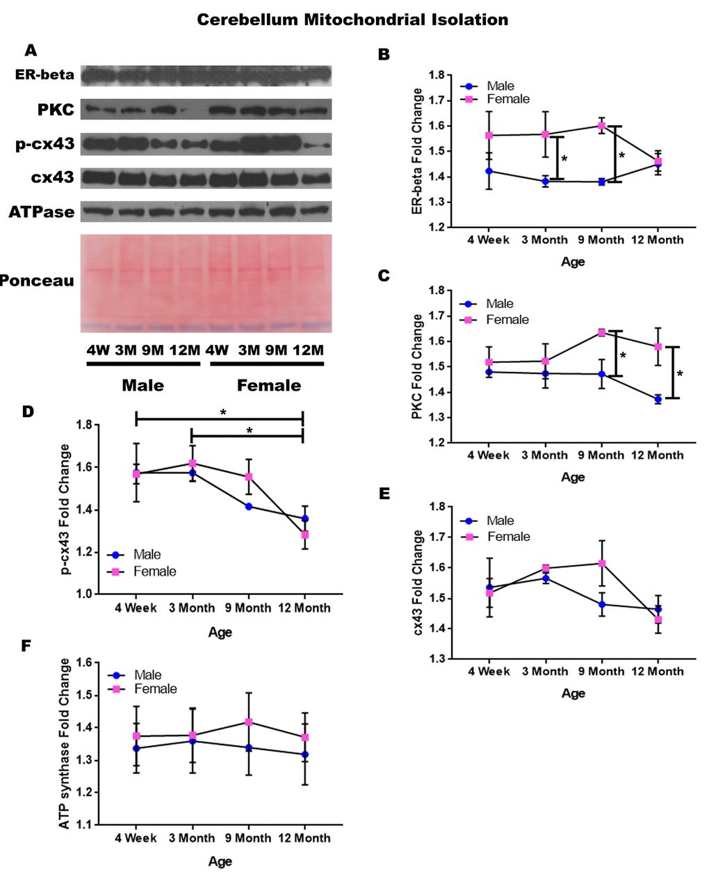 Signaling downstream of estrogen in the mitochondria of the cerebellum across age and gender. Representative western blots for each protein of interest and a representative Ponceau stain as a load control (A). Graphical depiction of the fold change for estrogen receptor beta (B), PKC (C), p-cx43 (D), cx43 (E), ATP synthase (F). Error bars = SEM. 4W = 4 weeks of age; 3M = 3 months of age; 9M = 9 months of age; 12M = 12 months of age. Pink = female; blue = male. ANOVA with Tukey posthoc, * = P