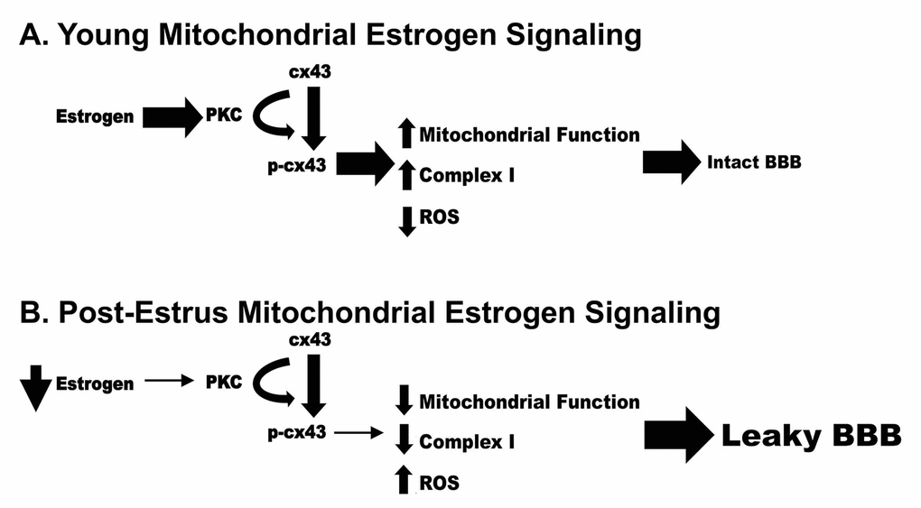 Schematic representation of a potential mechanism by which loss of estrogen post estrus can result in decreased mitochondrial function and increased permeability of the Blood Brain Barrier.