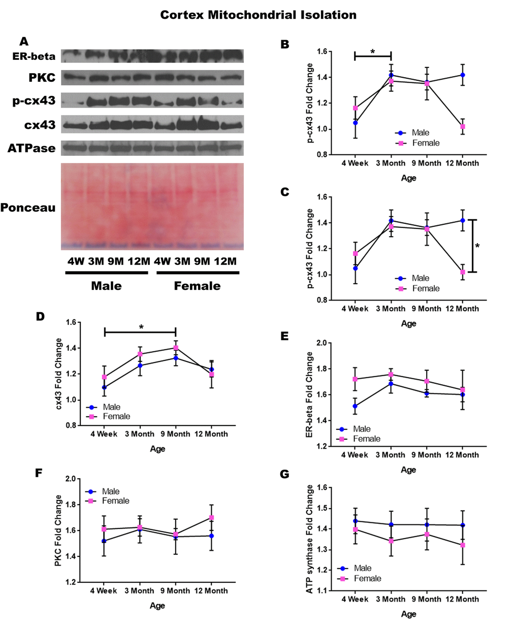 Signaling downstream of estrogen in the mitochondria of the cerebral cortex across age and gender. Representative western blots for each protein of interest and a representative Ponceau stain as a load control (A). Graphical depiction of the fold change for p-cx43 comparing age (B), p-cx43 comparing gender (C), cx43 (D), estrogen receptor beta (E), PKC (F), ATP synthase (G). Error bars = SEM. 4W = 4 weeks of age; 3M = 3 months of age; 9M = 9 months of age; 12M = 12 months of age. Pink = female; blue = male. ANOVA with Tukey posthoc, * = P