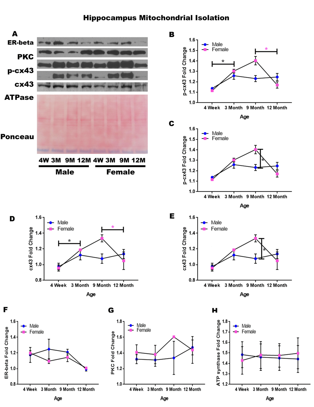 Signaling downstream of estrogen in the mitochondria of the hippocampus across age and gender.Representative western blots for each protein of interest and a representative Ponceau stain as a load control (A). Graphical depiction of the fold change for p-cx43 comparing age (B), p-cx43 comparing gender (C), cx43 comparing age (D), cx43 comparing gender (E), estrogen receptor beta (F), PKC (G), ATP synthase (H). Error bars = SEM. 4W = 4 weeks of age; 3M = 3 months of age; 9M = 9 months of age; 12M = 12 months of age. Pink = female; blue = male. ANOVA with Tukey posthoc, * = P