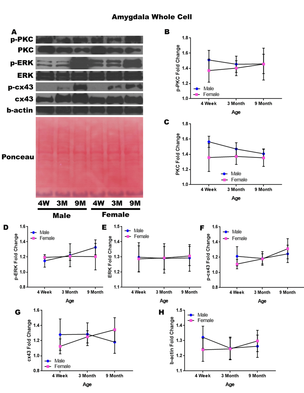 Signaling downstream of estrogen in the amygdala across age and gender. Representative western blots for each protein of interest and a representative Ponceau stain as a load control (A). Graphical depiction of the fold change for p-PKC (B), PKC (C), p-ERK (D), ERK (E), p-cx43 (F), cx43 (G), beta-actin (H). Error bars = SEM. 4W = 4 weeks of age; 3M = 3 months of age; 9M = 9 months of age; 12M = 12 months of age. Pink = female; blue = male. ANOVA with Tukey posthoc, * = P