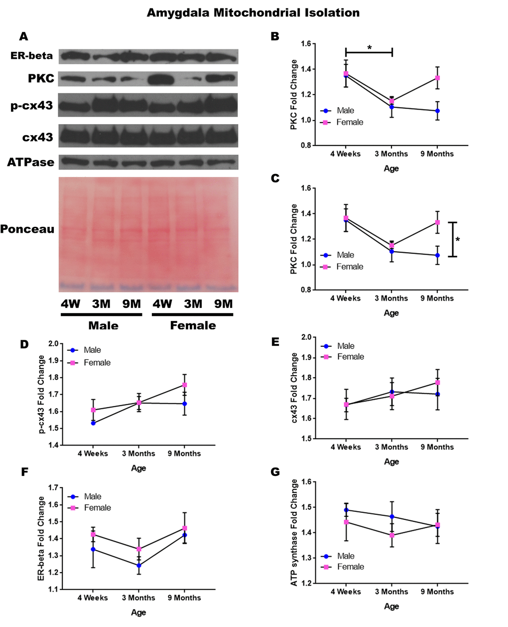 Signaling downstream of estrogen in the mitochondria of the amygdala across age and gender. Representative western blots for each protein of interest and a representative Ponceau stain as a load control (A). Graphical depiction of the fold change for PKC comparing age (B), PKC comparing gender (C), p-cx43 (D), cx43 (E), estrogen receptor beta (F), ATP synthase (G). Error bars = SEM. 4W = 4 weeks of age; 3M = 3 months of age; 9M = 9 months of age; 12M = 12 months of age. Pink = female; blue = male. ANOVA with Tukey posthoc, * = P