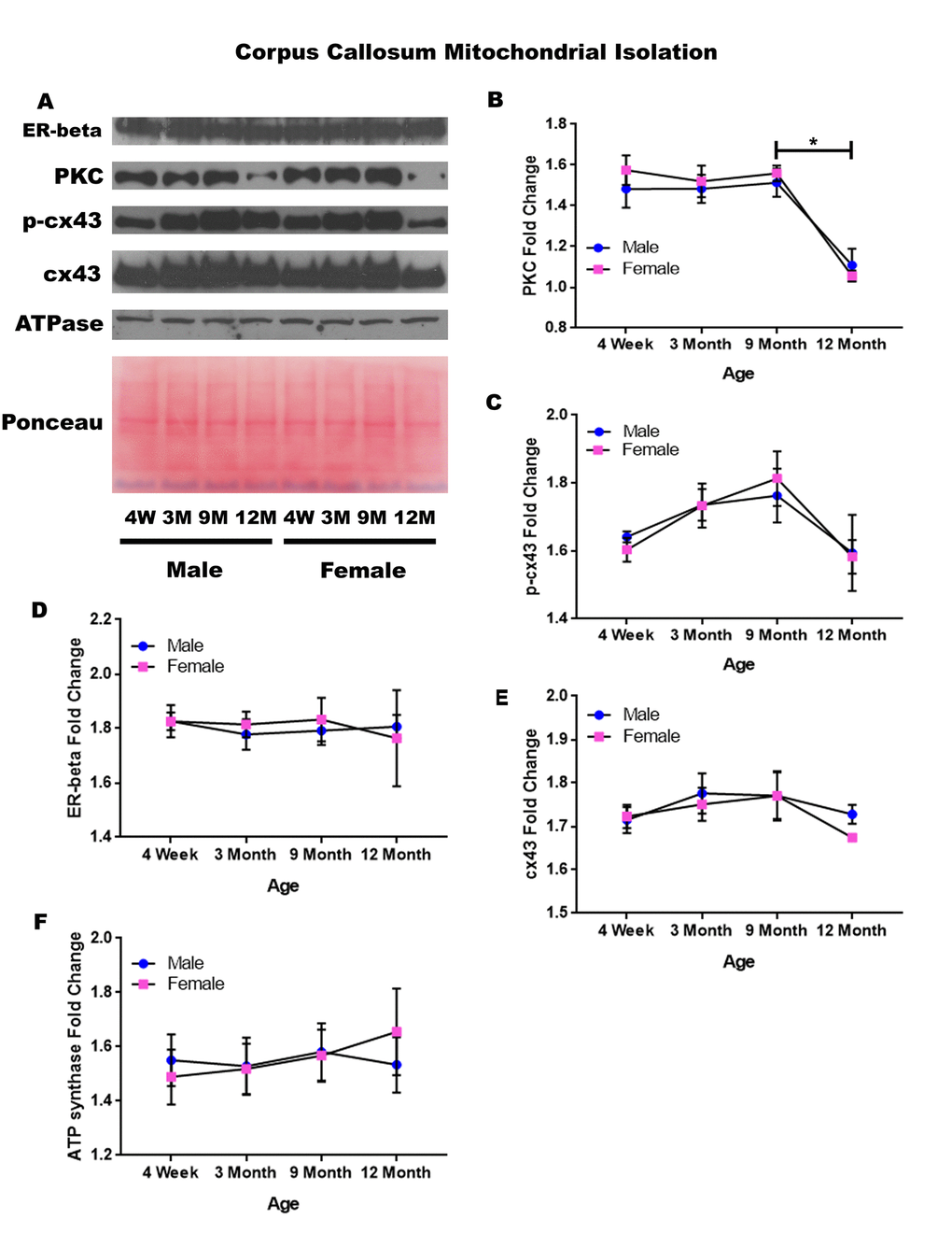 Signaling downstream of estrogen in the mitochondria of the corpus callosum across age and gender. Representative western blots for each protein of interest and a representative Ponceau stain as a load control (A). Graphical depiction of the fold change for PKC (B), p-cx43 (C), estrogen receptor beta (D), cx43 (E), ATP synthase (F). Error bars = SEM. 4W = 4 weeks of age; 3M = 3 months of age; 9M = 9 months of age; 12M = 12 months of age. Pink = female; blue = male. ANOVA with Tukey posthoc, * = P