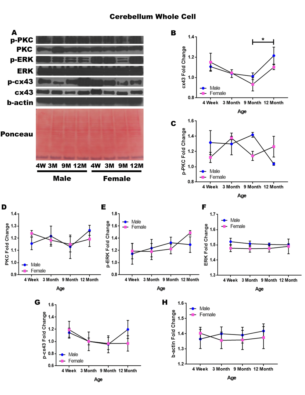 Signaling downstream of estrogen in the cerebellum across age and gender. Representative western blots for each protein of interest and a representative Ponceau stain as a load control (A). Graphical depiction of the fold change for for cx43 with age (B), p-PKC (C), PKC (D), ERK (E),ERK (F), p-cx43 (G), beta-actin (H). Error bars = SEM. 4W = 4 weeks of age; 3M = 3 months of age; 9M = 9 months of age; 12M = 12 months of age. Pink = female; blue = male. ANOVA with Tukey posthoc, * = P