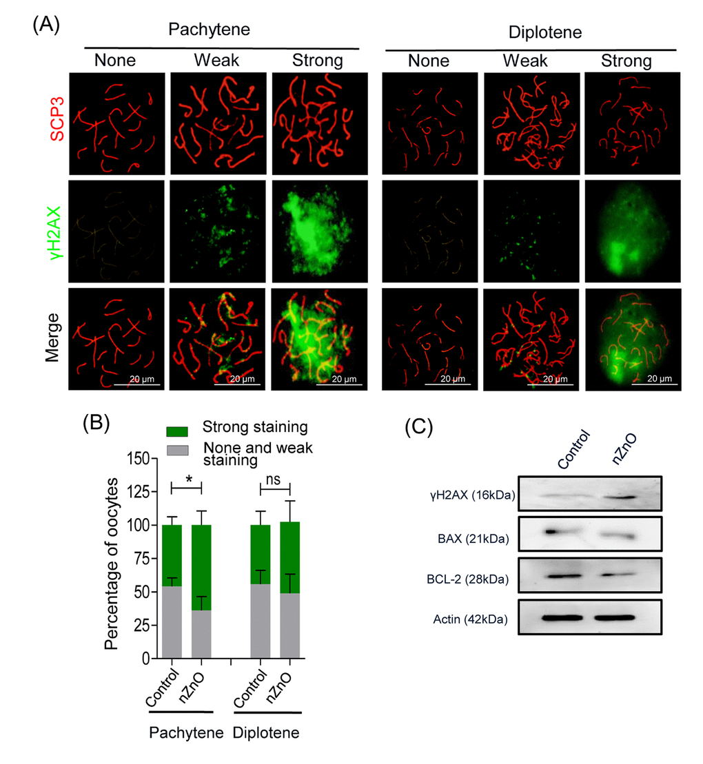 nZnO expose increased DNA damage and BAX/BCL-2 ratio in fetal oocytes in vivo. (A) Representative cytospreads of oocytes at the pachytene and the diplotene meiotic stage after nZnO intravenous injection of 12.5 dpc female mice. Chromosomes were stained for SCP3 (red) and DNA damage evidenced by γH2AX (green) staining. (B) Percentage of oocytes showing weak or strong γH2AX staining. (C) Representative images of western blotting analysis of BAX, BCL-2, and γH2AX. Actin was used as the loading control.