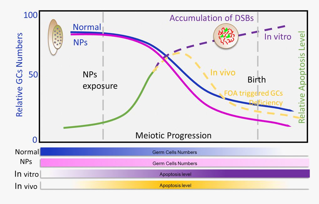 Exposure to nZnOs during pregnancy induces the DNA damage of fetal oocytes and affects ovarian reserve of mouse offspring. Maternal exposure to nZnO during embryo development affects the DNA damage of fetal oocytes and the establishment of the ovarian reserve in the female offspring using an in vitro ovary culture system or animal model.