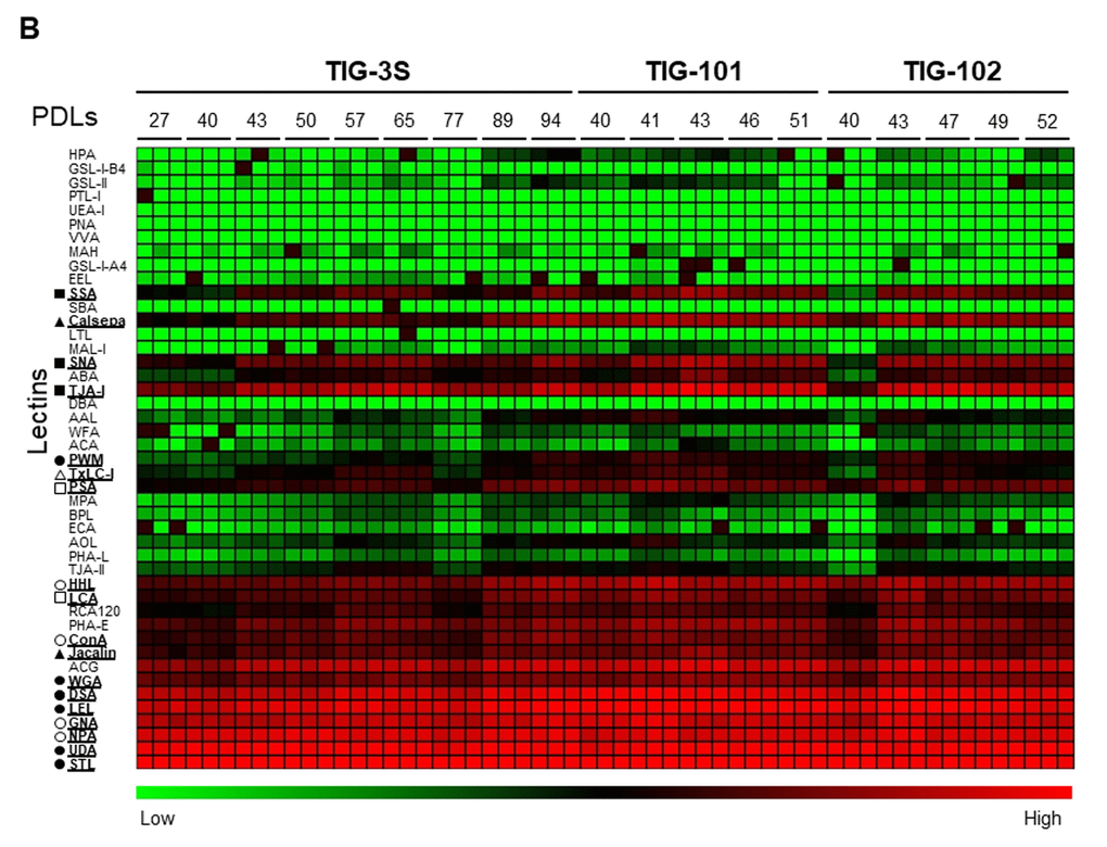 Lectin microarray analysis for glycoproteins of TIG-3S, TIG-101, and TIG-102 at various PDLs. Heat map of log10-transformed lectin microarray data for intracellular glycans of TIG-3S, TIG-101, and TIG-102 compared to overall lectin-binding profiles at each PDL. Rows show 45 lectins and columns show PDLs of TIG-3S, TIG-101, and TIG-102 (27–94, 40–51, and 40–52, respectively). Lectin microarray data at each PDL were obtained from triplicate measurements. The color scale indicates low (green) to high (red) ratio. Underlines for lectins are shown as specific characters. Signature indicates lectin-binding types beside lectin names (closed circle; N-acetylglucosamine-oligomer; open circle, high-mannose; closed square, α2-6sialic acid; open square, α1-6fucose; closed triangle, galactose or high-mannose; open triangle, mannose- or complex-type N-glycan).