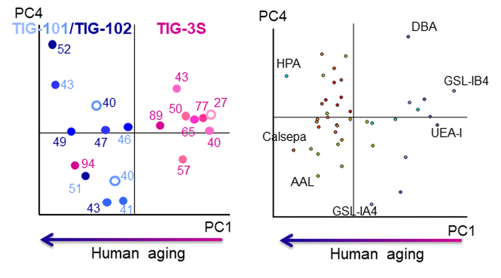 Biplot for PCA analysis of lectin microarray data in TIG-3S, TIG-101, and TIG-102. PC1 represents human aging. Pink, light blue, and dark blue labels represent TIG-3S, TIG-101, and TIG-102 cell lines, respectively. Color gradients (light to dark) of dots and numerals reflect progressive senescence in PDLs (i.e., young to aged). Left panel: cell passage replications, right panel: lectin replications.