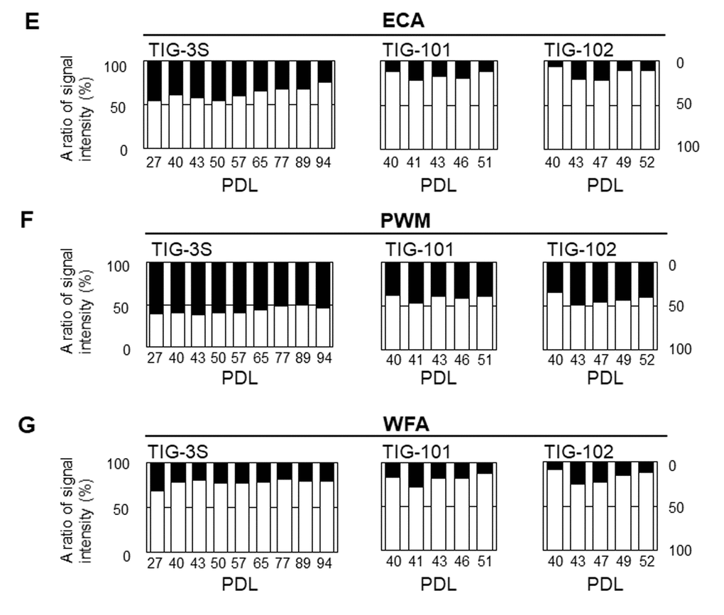Abundance of intracellular to cell surface glycans in seven lectins: ECA (E), PWM (F), and WFA (G) at different PDLs . Left, middle, and right panels show TIG-3S, TIG-101, and TIG-102, respectively. Closed and open bars represent proportions of intracellular and cell surface glycans, respectively, relative to the total array signal at each PDL. Levels of the seven selected lectins in cell surface glycans changed with aging [10].