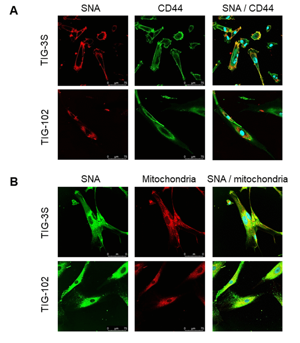 Localization of sialylated glycoproteins in TIG cells. (A) TIG-3S (PDL 38; top) and TIG-102 (PDL 46; bottom) stained with SNA (red; left panel), FITC-conjugated membrane marker (CD44, green; middle panel) and the overlay image (right panel). (B) TIG-3S (PDL 52; left) and TIG-102 (PDL 46; right) stained with FITC-conjugated SNA (green; left panel), an intracellular marker (mitochondria, red; middle panel), and the overlay image (right panel). Blue staining represents the nucleus.