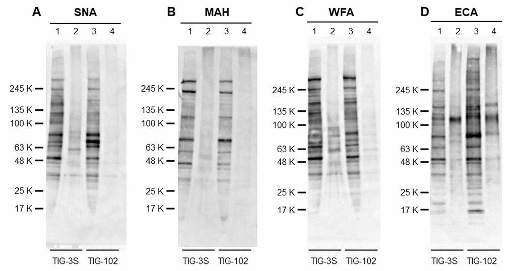 Lectin blot detection of intracellular and membrane glycoproteins of TIG cells. The intracellular extracts from TIG-3S and TIG-102 and the corresponding membrane extracts were applied to lanes 1, 3 and 2, 4, respectively. They were subjected to lectin blot analysis using (A) biotinylated-SNA, (B) -MAH, (C) -WFA, and (D) -ECA.