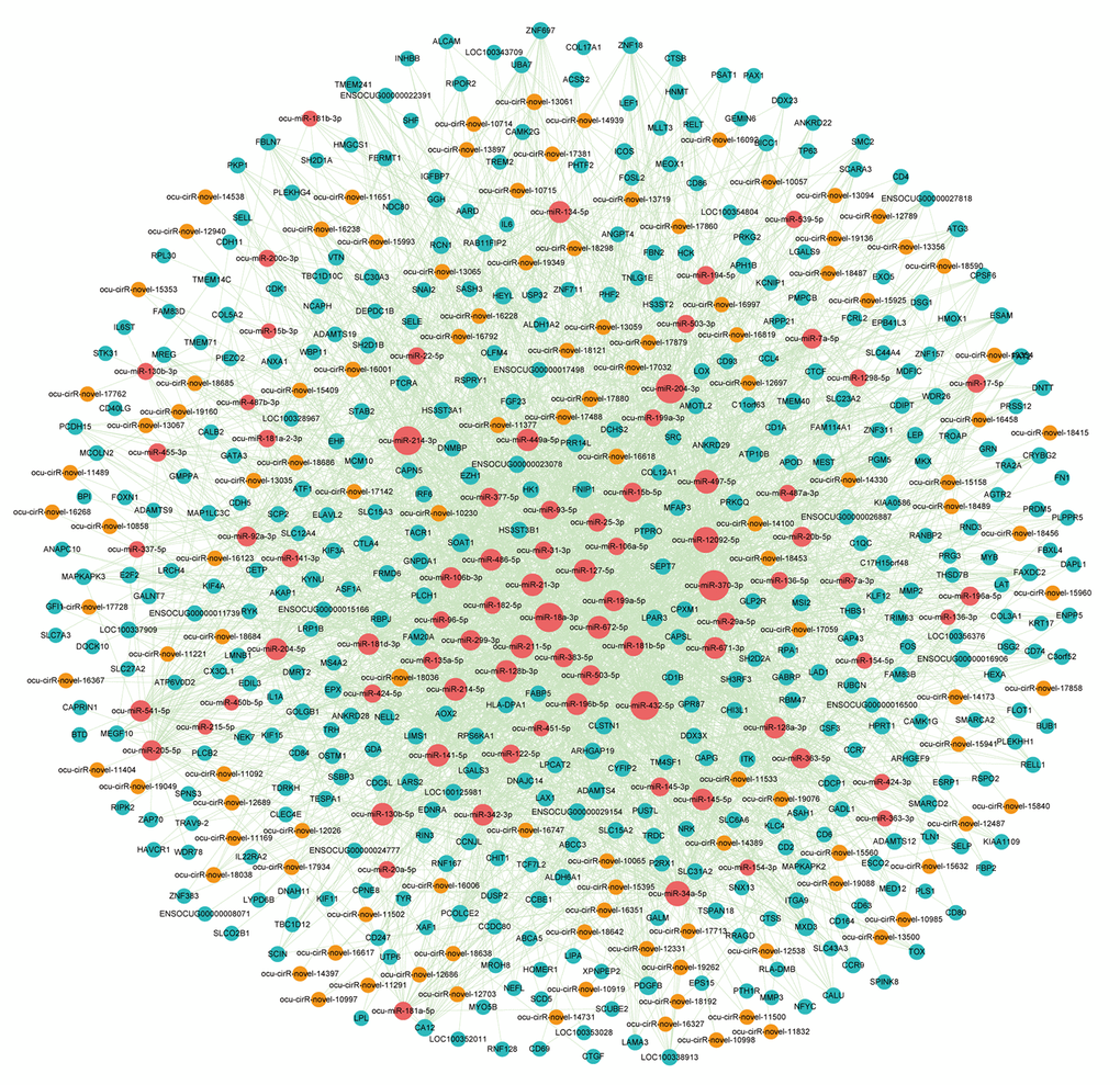 The view of DEcircRNA-DEmiRNA-DEmRNA triple network. The network includes 81 miRNAs, 115 circRNAs, 399 mRNAs and 3007 edges. The blue nodes represented mRNA, the red nodes represented miRNAs, and the orange nodes represented circRNAs.