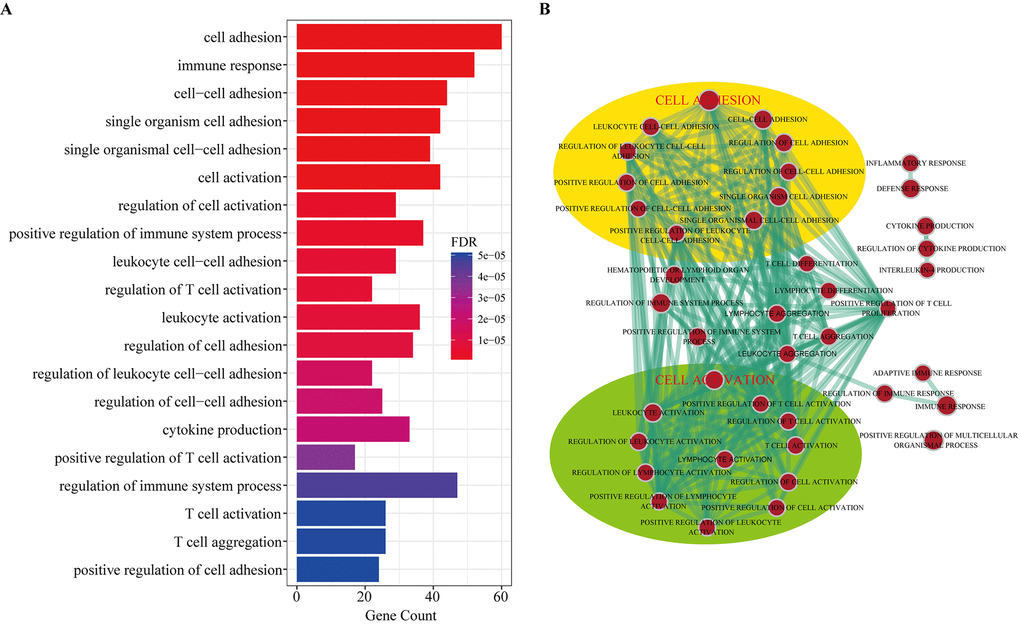 Gene Ontology (GO) analysis of dysregulated mRNAs in the DEcircRNA-DEmiRNA-DEmRNA triple network. (A) Top 20 enrichment terms of biological processes. (B) The enrichment map of GO annotation. Node size represents the number of mRNAs in specific GO term. The edge thickness represents the number of mRNAs shared by two GO term linked by the edge.