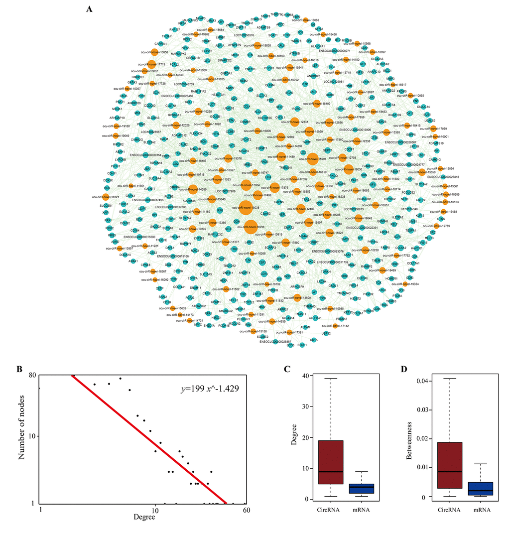 The layout of dysregulated circRNA related ceRNA network (DCCN) and its structural characteristics. (A) The view of DCCN. The DCCN was comprised of 1452 edges between 365 mRNAs and 112 circRNAs. The blue nodes represented mRNA, the red nodes represented miRNAs, and the orange nodes represented circRNAs. (B) Degree distribution of DCCN. (C-D) Boxplot of degree and betweenness centrality of mRNAs and circRNAs.