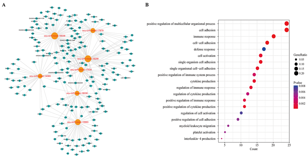 The key module of DCCN. (A) The ceRNA module network of 7 circRNAs with largest degree, betweenness and closeness in DCCN. The blue nodes represented mRNA and the orange nodes represented circRNAs. (B) The gene ontology (GO) enrichment analysis of the module. The enriched GO terms ranked by gene count.