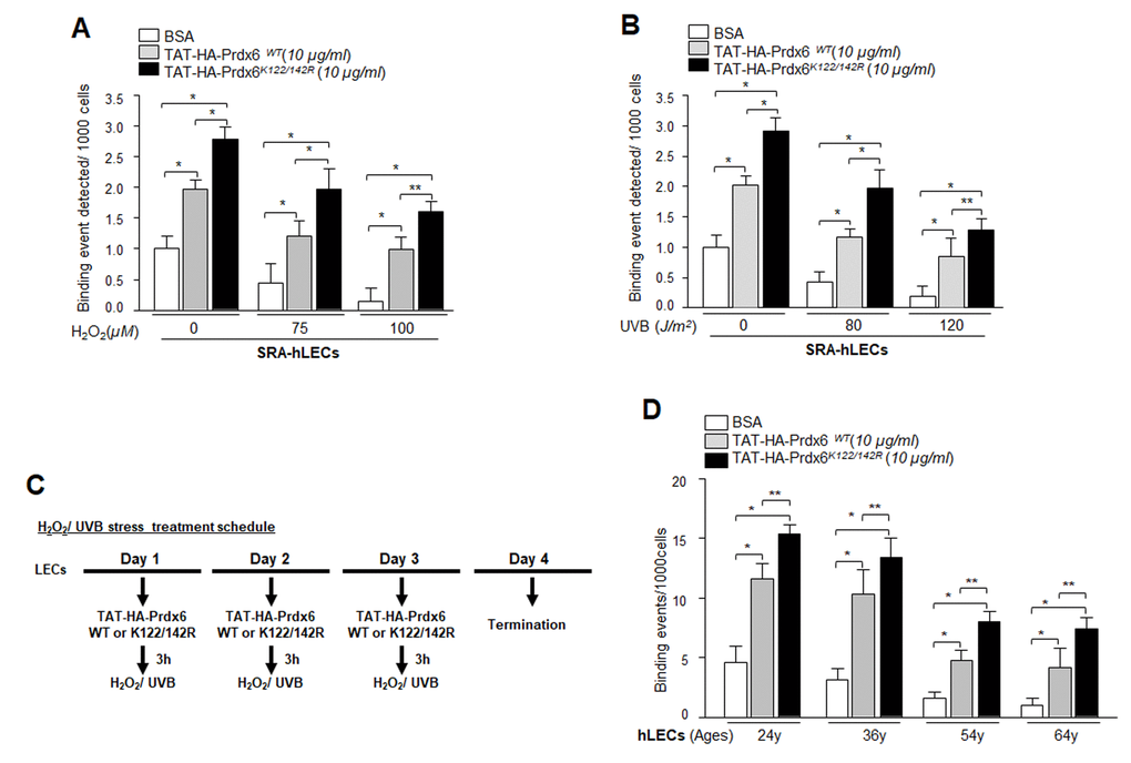 Enhanced Sp1 binding to Prdx6 promoter in cells transduced with Sumoylation–deficient Prdx6 against oxidative stress. (A and B) SRA-hLECs were transduced with TAT-HA-Prdx6WT and its mutant TAT-HA-Prdx6K122/142R mutated at Sumoylation sites recombinant protein followed by different concentrations of H2O2 (A) or UVB (B) exposure as indicated. ChIP assay was carried out using ChIP grade anti-Sp1 antibody. The DNA fragments were used as templates for qPCR by using primer designed to amplify -342 to +30 region of the human Prdx6 promoter bearing GC-box (Sp1 sites). Histogram shows the amplified DNA with real-time PCR analysis; open bars vs gray bars vs black bars. The data represent mean ± SD from two independent experiments (**ppC) The H2O2 and/or UVB treatment schedule. (D) In vivo DNA binding assay revealed that transduction of Prdx6 and its mutant at K122/142R linked to TAT reactivated binding activity of Sp1 in aging primary hLECs. Primary hLECs of variable ages were transduced with TAT-HA-Prdx6 WT or its mutant TAT-HA-Prdx6K122/142R. ChIP experimentation was conducted using anti-Sp1 antibody. Immunoprecipitated DNA fragments were purified and processed for qPCR analysis using specific primers. Histograms represent the TAT-HA-Prdx6 WT and its mutant-induced enrichment of Sp1 at GC-box (Sp1 binding sites) in Prdx6 gene promoter. Open vs gray and black bars, and gray vs black bar; **pp 