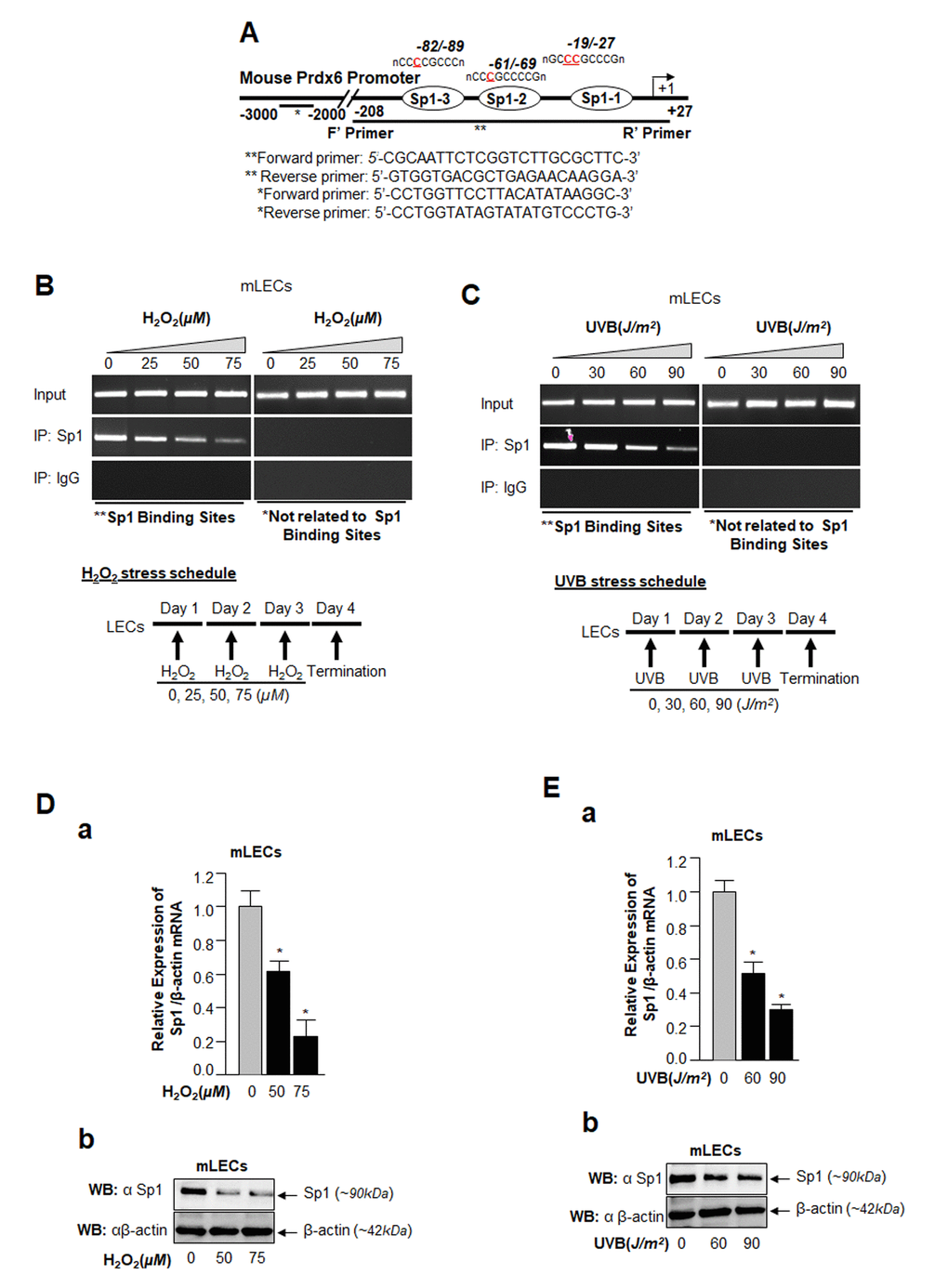 ChIP analysis of genomic DNA from LECs facing oxidative stress disclosed a significant loss in Sp1-DNA binding to Prdx6 gene promoter. (A) Schematic illustration of 5’-proximal promoter region of Prdx6 containing Sp1 binding sites showing primer location and sequences used in ChIP assay. (B and C) ChIP assay showing Sp1 binding to Prdx6 promoter in vivo. Chromatin samples were prepared from Prdx6+/+ LECs (mLECs) exposed to different doses of H2O2 (0, 25, 50 and 75µM) and/or UVB (0, 30, 60 and 90J/m2) as indicated. 72h later samples were subjected to ChIP assay with ChIP grade antibodies, anti-Sp1 or IgG control. The DNA fragments were amplified by using primers designed to amplify −208 to +27 region of the Prdx6 promoter bearing Sp1 sites (**) and contiguous sequence (−2229 to −2356) to which Sp1 does not bind (*) as indicated. PCR products were resolved onto agarose gel and visualized with ethidium bromide staining. Photographs are representative of three experiments. (D and E) Expression assays showing H2O2- and UVB- induced declined expression of Sp1 in mLECs. mLECs cells were treated with different concentrations of H2O2 (D) and/or UVB (E) multiple time for 3 days as indicated. Total RNA and protein were isolated and subjected to real-time PCR and Western analysis with Sp1 specific probes, respectively. Data revealed a concentration –dependent reduced expression of Sp1 mRNA (Da and Ea; Gray vs black bars; *pDb and Eb).