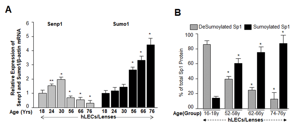 Aging human LECs/lenses showed age-dependent decline in Senp1 expression and increased Sumo1 expression, which were directly related to increase Sp1 Sumoylation. (A) Aging hLECs/lenses displayed a progressive decline in the deSumoylating agent Senp1 and an increase in Sumo1 levels. Total RNA was isolated from human lenses/LECs of different ages as indicated, and was processed for real-time qPCR analysis as stated in Materials and Methods. The data represent the mean ± S.D. values from three independent experiments. P values were determined for younger (18y) vs aging samples. **pp B) Nuclear lysates were prepared from hLECs/lenses of various ages and were submitted to Sp1 sandwich/Sumo1-ELISA to examine the total and Sumoylated Sp1 protein. Primary hLECs isolated from lenses of different ages were divided into four groups: 16-18y (n=6); 52-58y (n=8); 62-66 (n=8); and 74-76y (n=8). Sumoylated Sp1 protein was subtracted from total Sp1 protein, and presented as deSumoylated (B, gray bars) and Sumoylated (B, black bars) forms of Sp1. Data represent mean ± SD from two independent experiments. p values were determined for younger (16-18y) vs aging samples. *p 