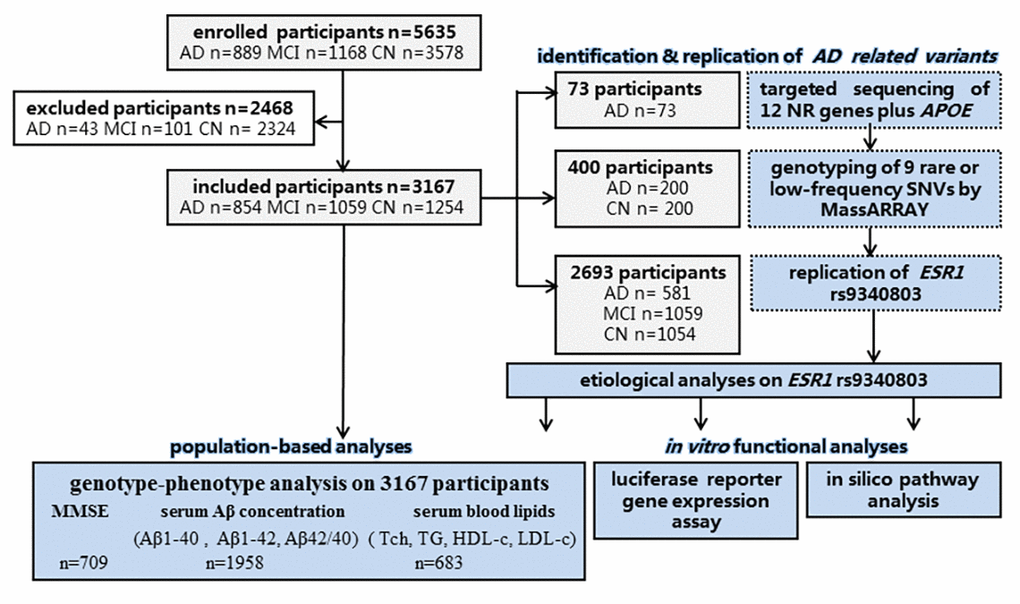 Flow diagram of the present study. n: number; CN: cognitively normal control.