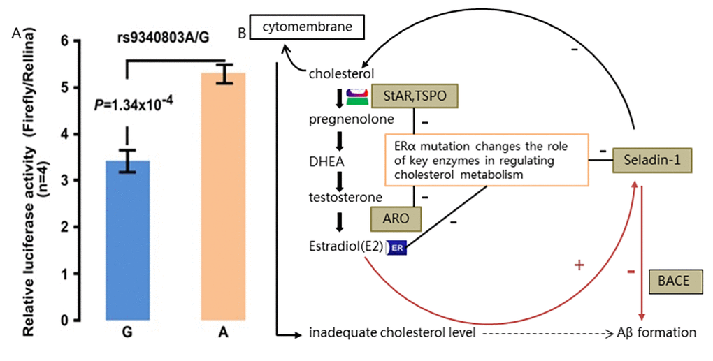 Functional study of rs9340803. (A) Relative luciferase activity assay performed with 293T cell line (repeated four times). Firefly luciferase expression was normalized using activity of renilla luciferase. Ratio of the normalized firefly luciferase expression to that of control was used to represent relative luciferase activity. Data represented the mean+s.d. (B) Postulated pathway diagram of estradiol-ER-cholesterol-Aβ formation cycle. Cholesterol-originated estrogen binds to ERα and regulates key enzymes in the cholesterol metabolism. Decreased ESR1 expression caused by rs9340803 A to G variation may disrupt the balance of adequate cholesterol content in the cytoplasm and on the cytomembrane of neuron as a result of decreased ERα activity on those key enzymes, promoting more Aβ production. Red line indicates the direct effect of estrogen ligand and Erα through BACE and black line refers to indirect effect by rugulation of cholesterol content. DHEA: dehydroepiandrosterone; StAR: steroidogenic acute regulatory protein; TSPO: translocator protein; ARO: aromatase.