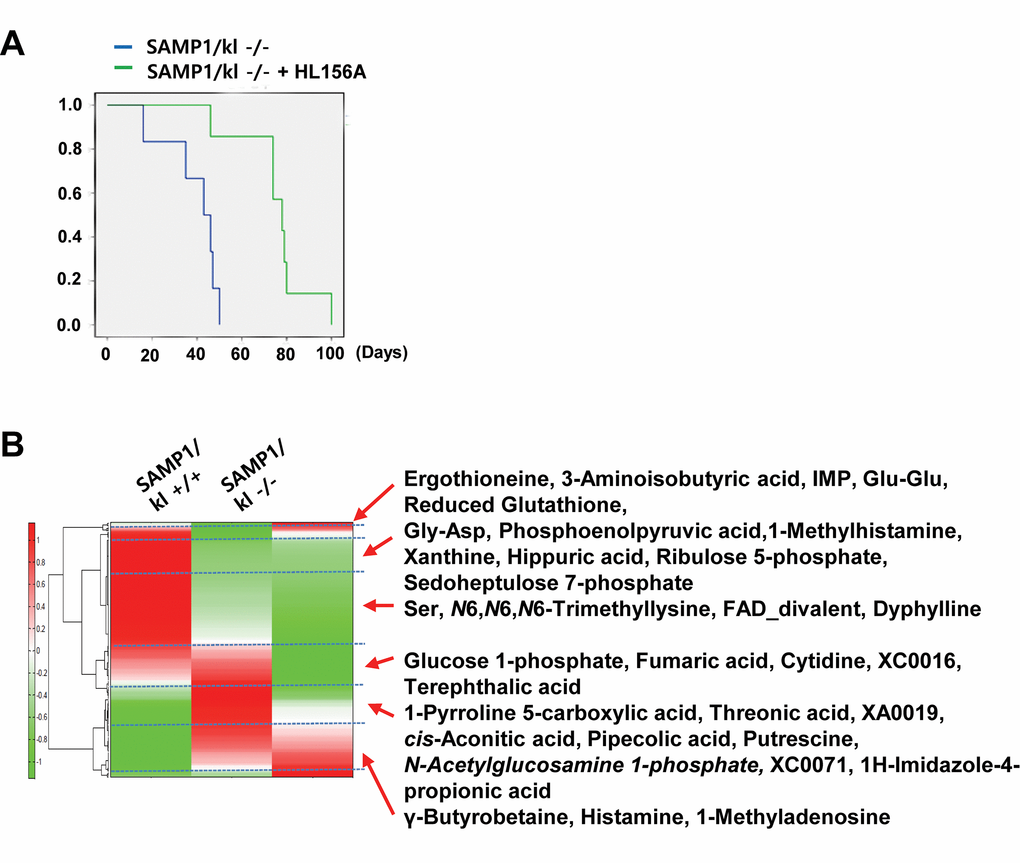 A comparison of the metabolic profile of mouse kidney tissues (SAMP1/kl+/+, SAMP1/kl-/-, and HL156A-treated SAMP1/kl-/-) was performed by CE-TOFMS. (A) Survival curves for the SAMP1/kl-/- and Hl156A-treated SAMP1/kl-/- mice. (B) The horizontal axis and vertical axis show the sample names and peaks, respectively. HCA was performed for the peaks. The distances between peaks are displayed in tree diagrams.