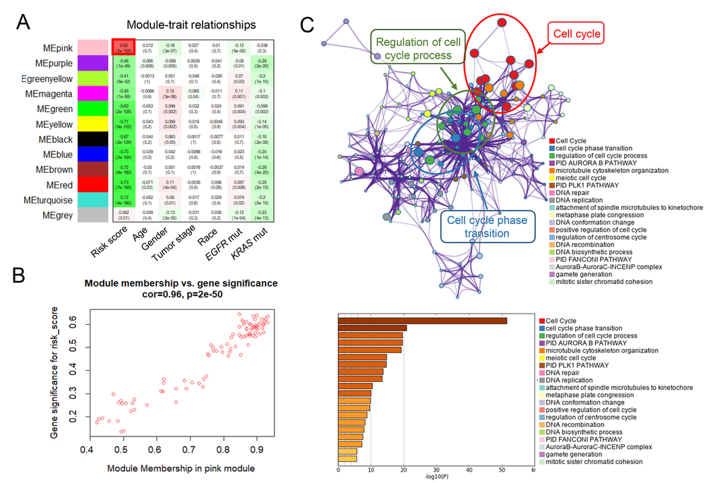 WGCNA predicted biological pathways associated with the seven-lncRNA signature. (A) The gene clusters obtained by WGCNA method. (B) The relationship between pink module membership and gene significance for risk score. (C) Significantly enriched pathways of the co-expressed genes in pink module.