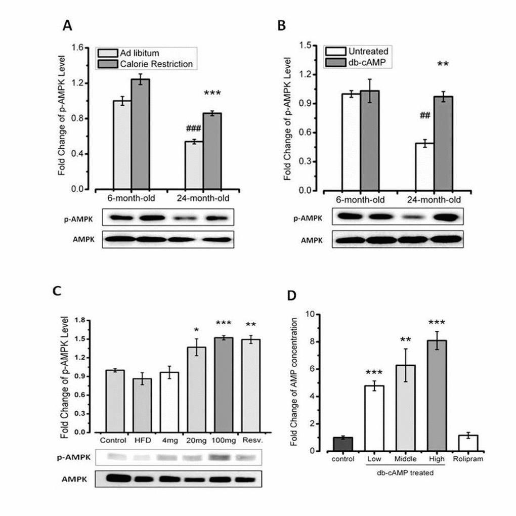 AMPK is activated by increased cAMP levels in aged mice. (A) Western blots showing the effct of AMPK in young and aged mice, with or without calorie restriction. (B) Western blots showing the effect of AMPK in young and aged mice, with or without db-cAMP treatment. (C) Western blots showing the effect of AMPK in HFD-fed mice treated with the indicated level of db-cAMP. (D) Hepatic AMP concentrations in mice treated with the indicated levels of db-cAMP or rolipram.