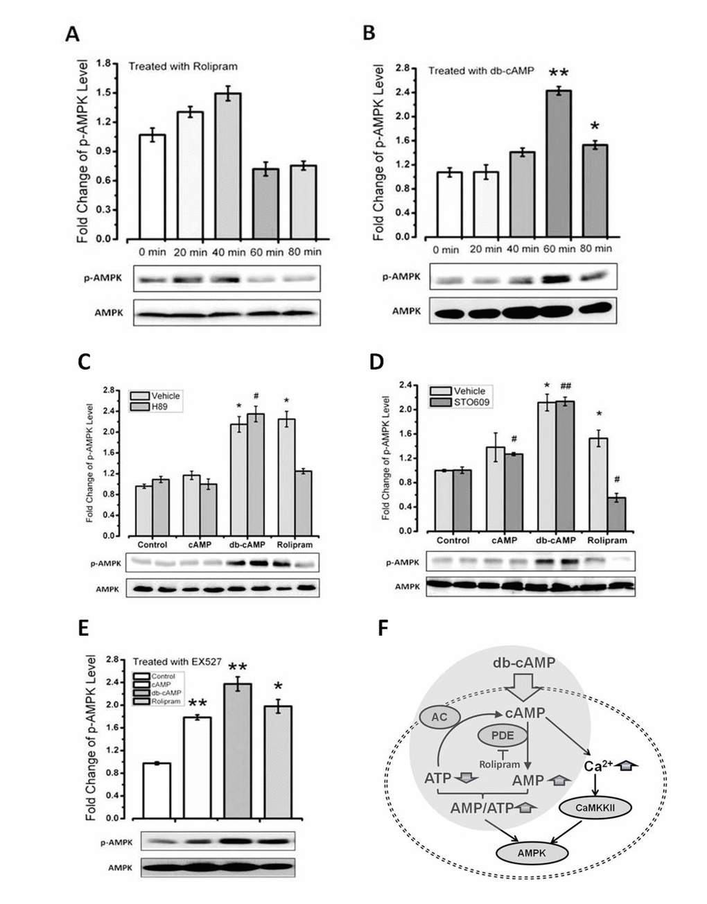 Rolipram increases level of phosphor-AMPK via CaMKKβ. (A-B) Time courses of the effects of db-cAMP and rolipram on phospho-AMPK levels in C2C12 cells. (C-D) Phospho-AMPK levels in cells treated with a PKA or CaMKKβ inhibitor. (E-F) Phospho-AMPK levels in cells treated with a SIRT1 inhibitor or expression SIRT6 siRNA.