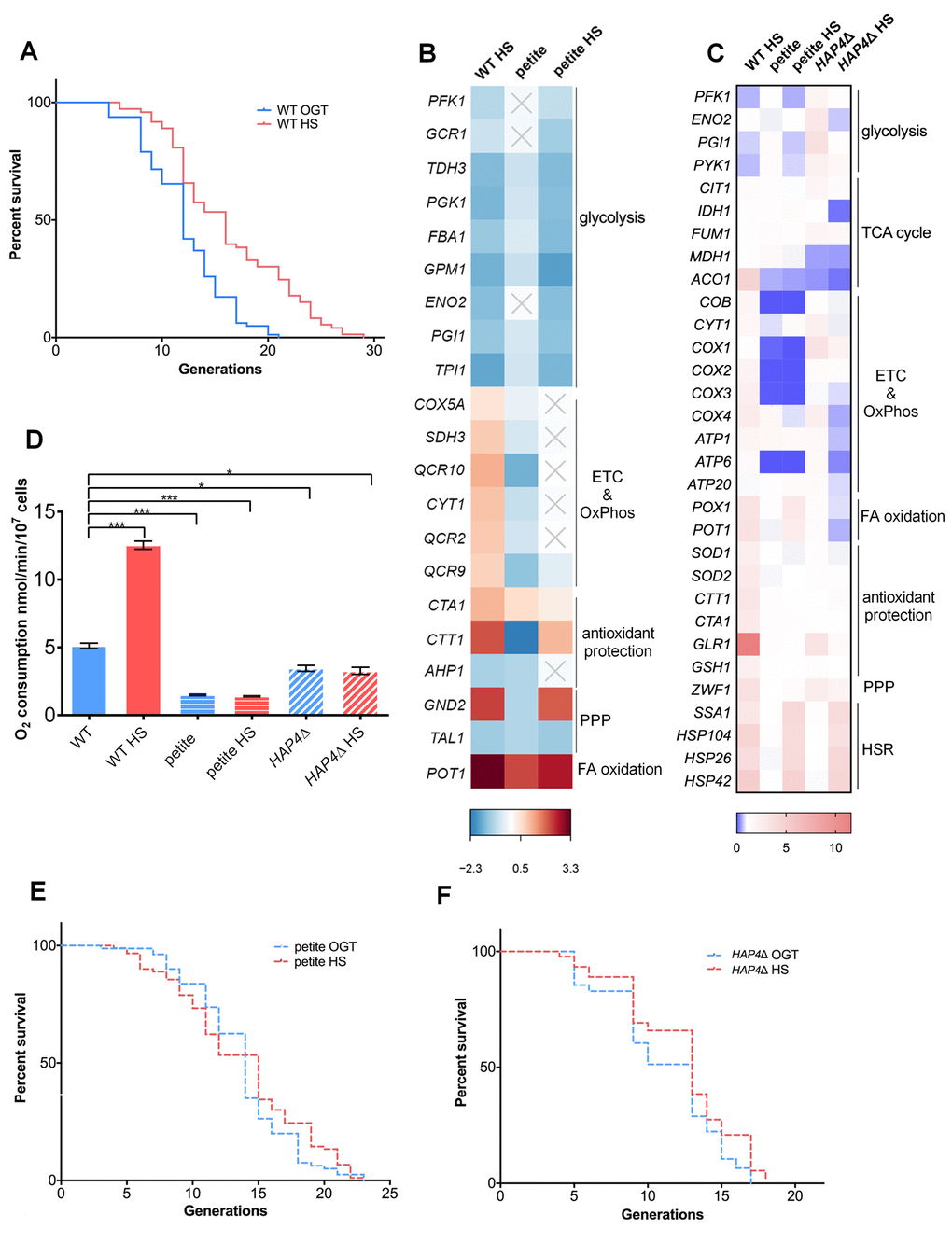 Mild transient heat shock leads to replicative lifespan extension triggered by enhanced respiratory activity. (A) Mean and maximum replicative lifespan (RLS) is extended in yeast that undergo a 3-hour heat shock at 34oC early in their life (1-3 generations). Control cells were kept constantly at 30oC. The number of curated cells is 81 for WT and 73 for WT HS. Significance of the results was tested with log-rank (Mantel–Cox) test. P value is B) Differential gene expression measured by RNA sequencing (RNA-Seq) reveals changes in cellular metabolic activity, most prominently repression of glycolysis and activation of respiration. Heat map displays RNA-Seq-derived differential expression (contrasted to control) of selected genes, grouped according to their respective metabolic pathways. Gray X signs indicate statistically insignificant fold changes. Gene names are indicated on the left of each heat map. (C) qPCR measurement of differential gene expression confirms repression of glycolysis and activation of respiration, as well as reveals activation of the pentose phosphate pathway and glutathione recycling. Color of the squares on the heat map corresponds to the mean value of the log fold change from three biological and three technical replicates. UBC6 was used for normalization. (D) Oxygen consumption is increased at heat shock in WT yeast, but remains unchanged in the respiration deficient petite strain and in HAP4Δ strains. Oxygen uptake was measured polarographically using an oxygraph equipped with a Clark-type electrode. Data on the graph are mean ± SEM from three biological and three technical replicates. P values were calculated using ANOVA plus post hoc. ***P P P E) Mean and maximum replicative lifespan (RLS) remain unchanged in petite strain under heat shock. Control cells were kept constantly at 30oC. The number of curated cells is 80 for petite and 89 for petite HS. P value is >0.05 (Mantel-Cox). (F) Mean and maximum replicative lifespan (RLS) remain unchanged in HAP4Δ strain under heat shock. Control cells were kept constantly at 30oC. The number of curated cells is 76 for HAP4Δ and 92 for HAP4Δ HS. P value is >0.05 (Mantel-Cox).