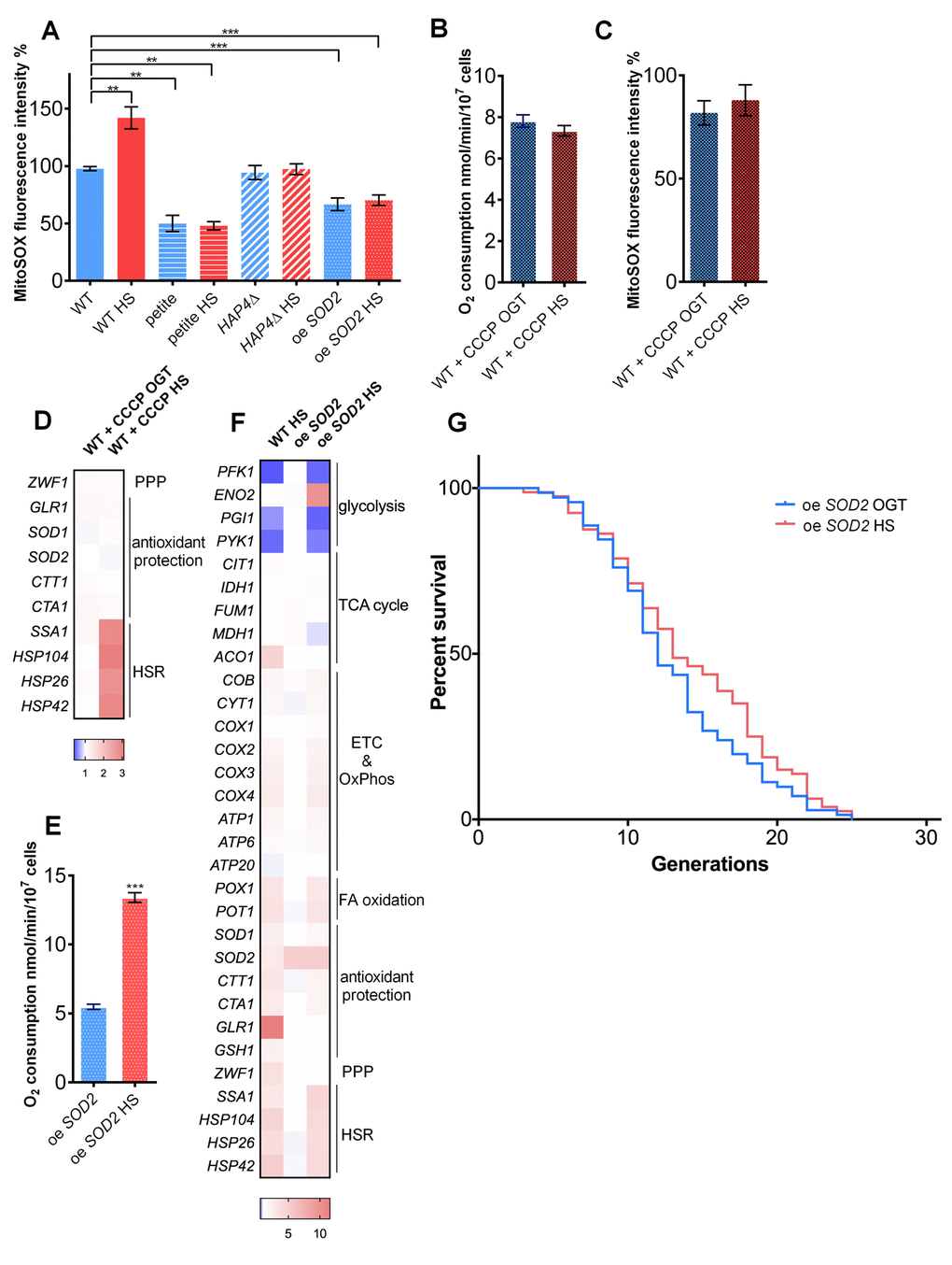 Increased mitochondrial superoxide levels during heat shock activate the pentose phosphate pathway and redox homeostasis maintenance. (A) Mitochondrially produced superoxide (measured by FACS as MitoSOX fluorescence in 10000 cells) increased during HS in WT, but not in petite, HAP4Δ, or oe SOD2 strains. The results are presented as the percentage of MitoSOX fluorescence detected in WT strain at optimal growth temperature. (B) Oxygen consumption increased at optimal growth temperature in the presence of 10 μM CCCP compared with untreated control and remained the same during heat shock. Oxygen uptake was measured polarographically using a Clark-type electrode equipped oxygraph. (C) Mitochondrially produced superoxide (measured by FACS as MitoSOX fluorescence in 10000 cells) decreased in the presence of 10 μM CCCP at optimal growth temperature and was unaffected by heat shock. The results are presented as the percentage of MitoSOX fluorescence detected in WT strain at optimal growth temperature. (D) qPCR measurement of differential gene expression in the presence of mitochondrial uncoupler CCCP (10 μM) showed that respiration activity is required for the activation of the pentose phosphate pathway and redox maintenance during heat shock. Color of the squares on the heat map corresponds to the mean value of the log fold change from three biological and three technical replicates. UBC6 was used for normalization. (E) oe SOD2 strain displayed increased respiratory activity at HS. (F) qPCR analysis of the oe SOD2 strain shows increased levels of SOD2 at both OGT and HS, but no activation of other oxidative stress response enzymes, including G6PD following HS. (G) Mean and maximum replicative lifespan (RLS) remain unchanged in oe SOD2 strain under heat shock. Control cells were kept constantly at 30oC. The number of curated cells is 71 for oe SOD2 and 80 for oe SOD2 HS. P value is >0.05 (Mantel-Cox). Unless otherwise stated, data in graphs are mean ± SEM from three biological and three technical replicates. ***P P P 