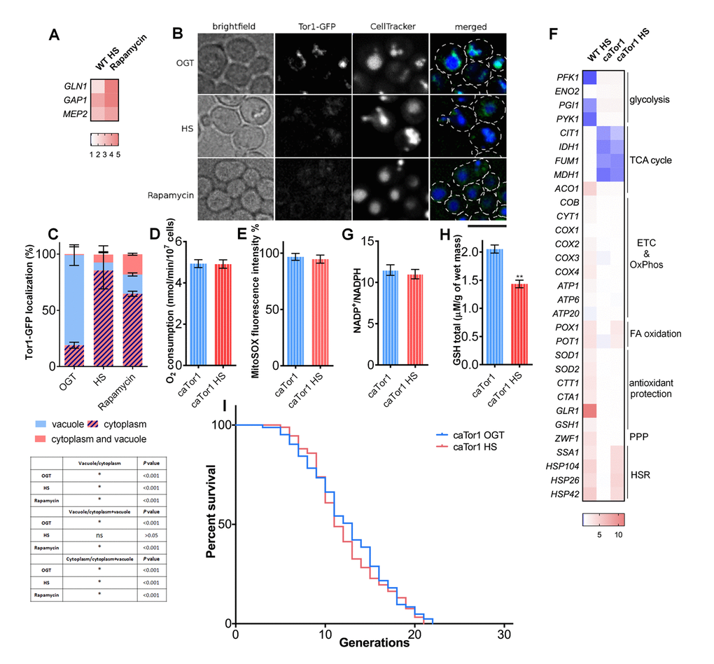 TORC1 inactivation is essential for heat shock-induced activation of respiratory activity. (A) qPCR measurements of expression levels of TORC1 transcriptional targets revealed their upregulation during heat shock, consistent with TORC1 inhibition using rapamycin. (B) Imaging using spinning disc confocal fluorescence microscopy showed deactivation of TORC1 by its displacement from the vacuolar membrane into distinct cytosolic puncta during heat shock and during rapamycin treatment. The black bar represents 5μm (C) Quantification of the cell fractions with differential localization of Tor1-GFP. Data on the graph are mean ± SD from three independent cultures. A minimum of 200 cells was quantified for each condition. P values calculated using multiple t-tests for each condition and shown in the table. *P D) Oxygen consumption remained unaffected during heat shock in the strain with constitutively active Tor1 kinase (E) Mitochondrially produced superoxide (measured by FACS as MitoSOX fluorescence in 10000 cells) was unchanged during heat shock in the strain with constitutively active Tor1 kinase. The results are presented as the percentage of MitoSOX fluorescence detected in WT strain at optimal growth temperature. (F) qPCR measurement of gene expression levels showed that the strain with constitutively active Tor1 kinase exhibited slight increase in levels of glycolytic enzymes and downregulation of TCA cycle compared with WT. (G) NADP+/NADPH ratio was not changed during heat shock in the caTor1 strain. (H) GSH levels were decreased during heat shock in the caTor1 strain. (I) Mean and maximum replicative lifespan (RLS) remain unchanged in caTor1 strain under heat shock. Control cells were kept constantly at 30oC. The number of curated cells is 83 for caTor1 and 92 for caTor1 HS. P value is >0.05 (Mantel-Cox). Unless otherwise stated, data in graphs are mean ± SEM from three biological and three technical replicates. ***P P P 