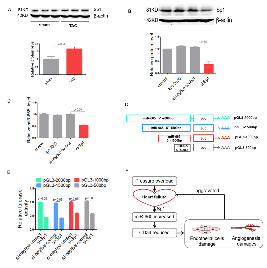 Sp1 regulates miR-665 in vitro. (A) Sp1 protein level detected by Western blotting in TAC-induced heart failure mice. (B) Sp1 protein level detected by Western blotting in treated HUVEC cells. (C) Relative miR-665 expression in treated HUVEC cells measured by real-time PCR. (D and E) Dual luciferase activity assay in HEK293 cell cotransfected with pGL3 plasmids contain deferent length of 5′ flank of miR-665 and Sp1-siRNA. (F) A model to illustrate the role of miR-665 and CD34. Data are representative of three experiments, n=3. Data are expressed as mean ± SEM.