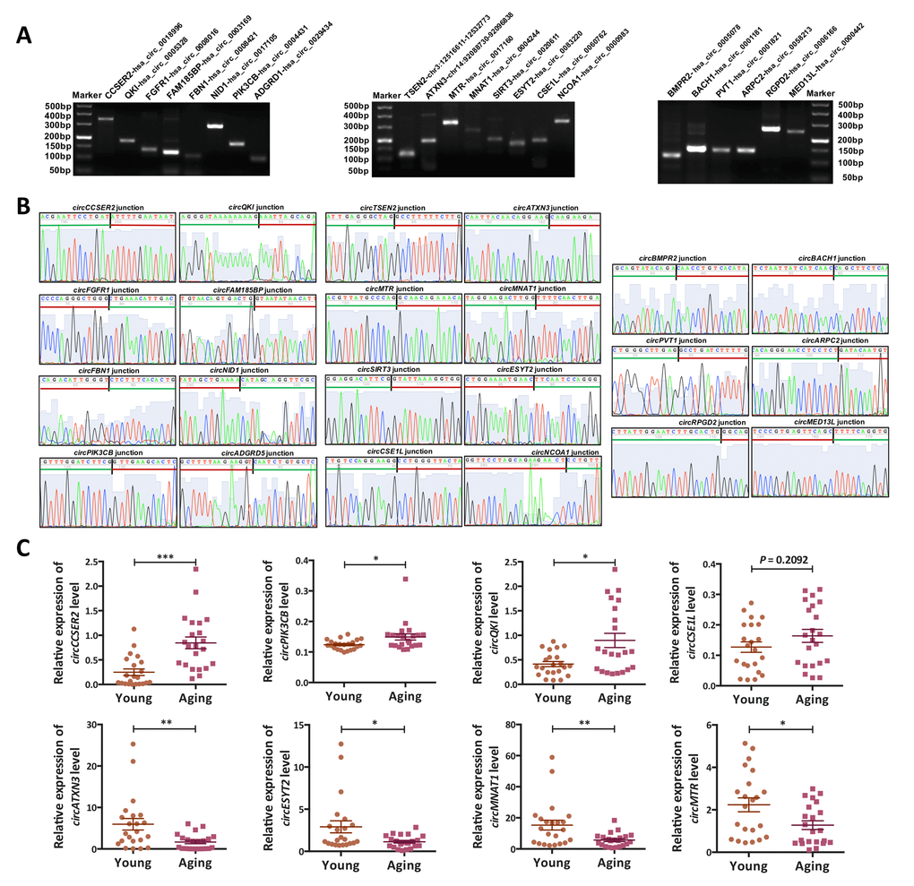 Validation of the circRNA-sequencing results. (A) PCR products (eight up-regulated, eight down-regulated and six commonly expressed circRNAs) were examined by 2% agarose electrophoresis. (B) The back-spliced junction of the randomly selected 22 circRNAs was confirmed by sanger sequencing. The black vertical line represented the back-spliced junction sites. The green horizontal line indicated the 5' end and the red line indicated the 3' end of the circRNA sequence. (C) The expression levels of eight differentially expressed (DE) circRNAs in a larger cohort (n = 44) were examined by qPCR. *, P P P 