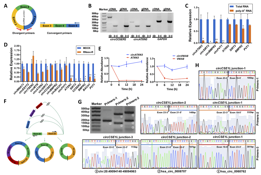 General biological properties of ovary-derived circRNAs. (A) Primer patterns of circRNAs and linear RNAs. The blocks represent exons. Red arrows represent divergent primers, blue arrows represent convergent primers, and the black vertical line represents the circRNA back-spliced junction. (B) CircRNAs were successfully amplified by divergent primers from cDNA but could not be amplified from gDNA. Linear RNAs were successfully amplified by convergent primers from both cDNA and gDNA. PCR products were examined by 2% agarose electrophoresis. The circCCSER2 and circATXN3 were used as experimental groups, and GAPDH was the control group. (C) Total RNA derived cDNA successfully amplified circRNAs, but this did not work for poly-A+ RNA derived cDNAs. Four circRNAs were examined, and their linear forms were used as controls. (D) CircRNAs were resistant to RNase R digestion, whereas their linear forms were sensitive to RNase R digestion. Ten circRNAs were examined, and six of the corresponding linear RNAs were used as controls. (E) Ovary-derived circRNAs can be stably expressed in human granulosa cells (hGCs) from follicular fluid in 24 h, whereas their linear forms are degraded rapidly. (F) A schematic diagram of the alternative splicing. PCR products for three pairs of primers were examined by 2% agarose electrophoresis (G) and Sanger sequencing (H). CircCSE1L was explored as an example. *, P P P 