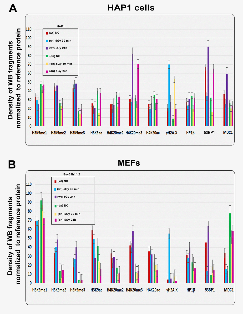 Quantification of western blot data on selected histone markers in non-irradiated and γ-irradiated cells. Using ImageJ and ImageQuant TL software, the levels of the following proteins (originated from Fig. 1A, B) were quantified: H3K9me1, H3K9me2, H3K9me3, H3K9ac, H4K20me2, H4K20me3, H4K20ac, γH2AX, HP1β, 53BP1, and MDC1. The levels of modified histones were normalized to those of total H3 histones, and those of DDR-related proteins were normalized to those of α-tubulin. Quantification was performed in the following samples: (A) HAP1 wt and HAP1 mutant cells and (B) wt MEFs and Suv39h1/h2-deficient fibroblasts (MEFs).