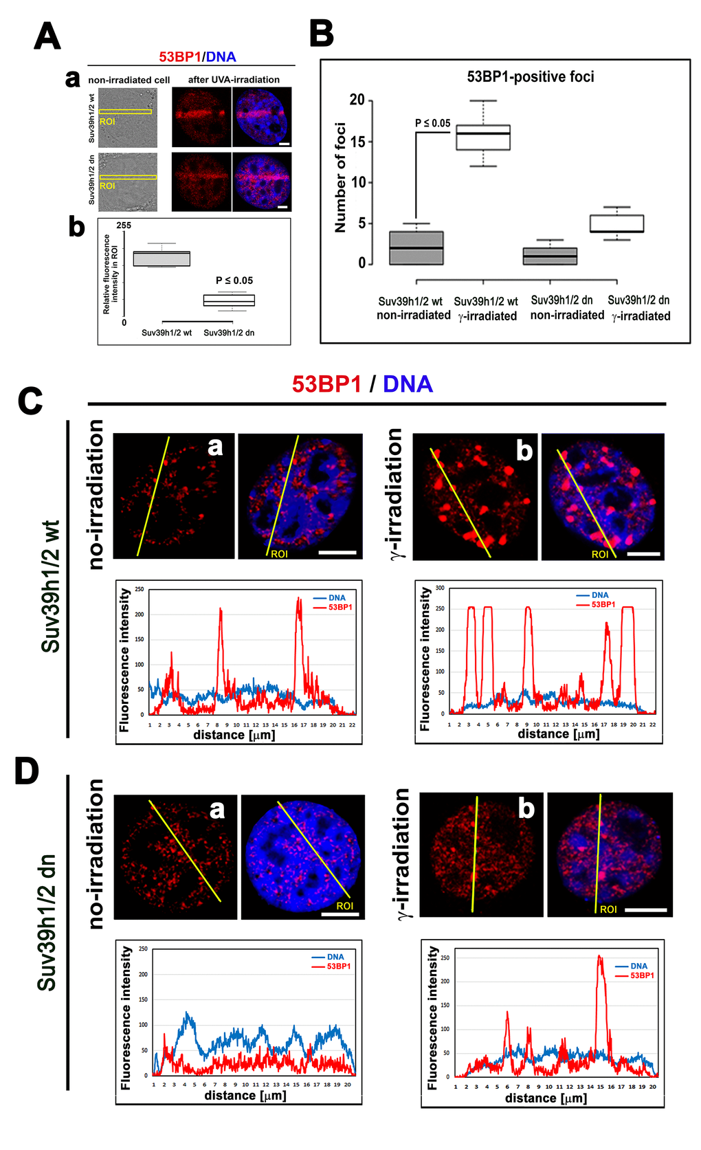 The nuclear distribution pattern of 53BP1 protein. (A) Recruitment of 53BP1 to locally micro-irradiated chromatin in (a) Suv39h1/h2 wt and (b) Suv39h1/h2 dn fibroblasts. Quantification using LAS AF software in panel (b) shows that the level of the 53BP1 protein at UVA-irradiated ROIs was reduced in Suv39h1/h2 dn MEFs. For statistical analysis, the Student’s t-test was used; the difference in the protein levels is statistically significant at P≤0.05. (B) An average number of 53BP1-positive foci was significantly increased in γ-irradiated Suv39h1/h2 wt MEFs compared with those in the non-irradiated wt counterpart. In Suv39h1/h2 dn MEFs, γ-irradiation did not significantly change a number of 53BP1-positive repair foci. Student’s t-test was used for statistical analysis, and statistical significance was defined as P≤0.05. The distribution of 53BP1 in (C) in (a) non-irradiated and (b) γ-irradiated wild-type MEFs and (D) (a) non-irradiated and (b) γ-irradiated Suv39h1/h2 dn MEFs. Scale bars represent 10 µm.