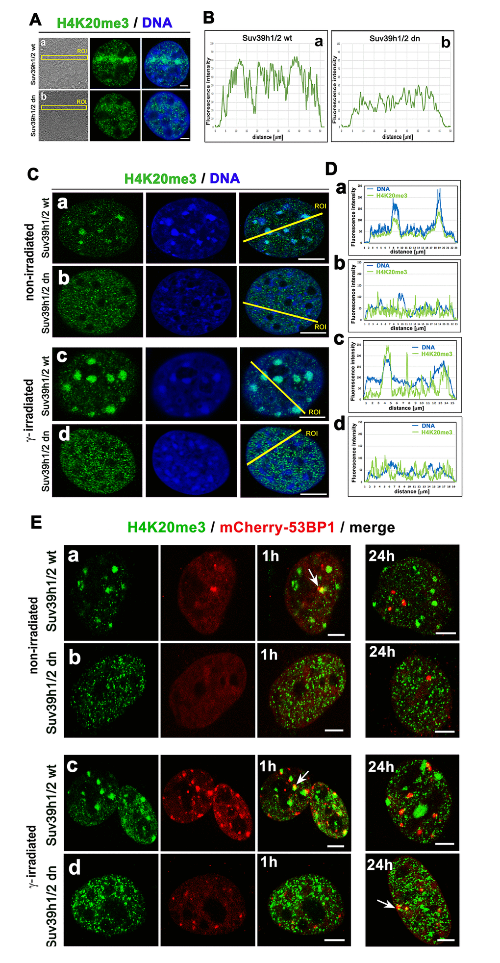 The nuclear distribution pattern of H4K20me3 (green) in UV-damaged chromatin. (Aa) Non-irradiated and γ-irradiated Suv39h1/h2 wt and (Ab) non-irradiated and γ-irradiated Suv39h1/h2 dn MEFs. DAPI (blue) was used as a counterstain. Scale bars represent 10 µm. (B) Quantification of H4K20me3 (green) shown in panels Aa, Ab. Quantification of H4K20me3 was performed according to the selected region of interests (ROIs, yellow lines). LAS AX software was used for analysis of fluorescence intensities. (C) Nuclear distribution pattern of H4K20me3 in (a) non-irradiated and (c) γ-irradiated Suv39h1/h2 wt and (b) non-irradiated and (d) γ-irradiated Suv39h1/h2 dn fibroblasts. (D) Quantification of fluorescence intensity of H4K20me3 is shown in panel Ca-d. Analysis by LAS AF software was performed in (a) non-irradiated and (c) γ-irradiated Suv39h1/h2 wt and (b) non-irradiated and (d) γ-irradiated Suv39h1/h2 dn MEFs. (E) Nuclear distribution of H4K20me3 (green) and the 53BP1 protein (red) in (a) non-irradiated and (c) γ-irradiated Suv39h1/h2 wt and (b) non-irradiated and (d) γ-irradiated Suv39h1/h2 dn cells.