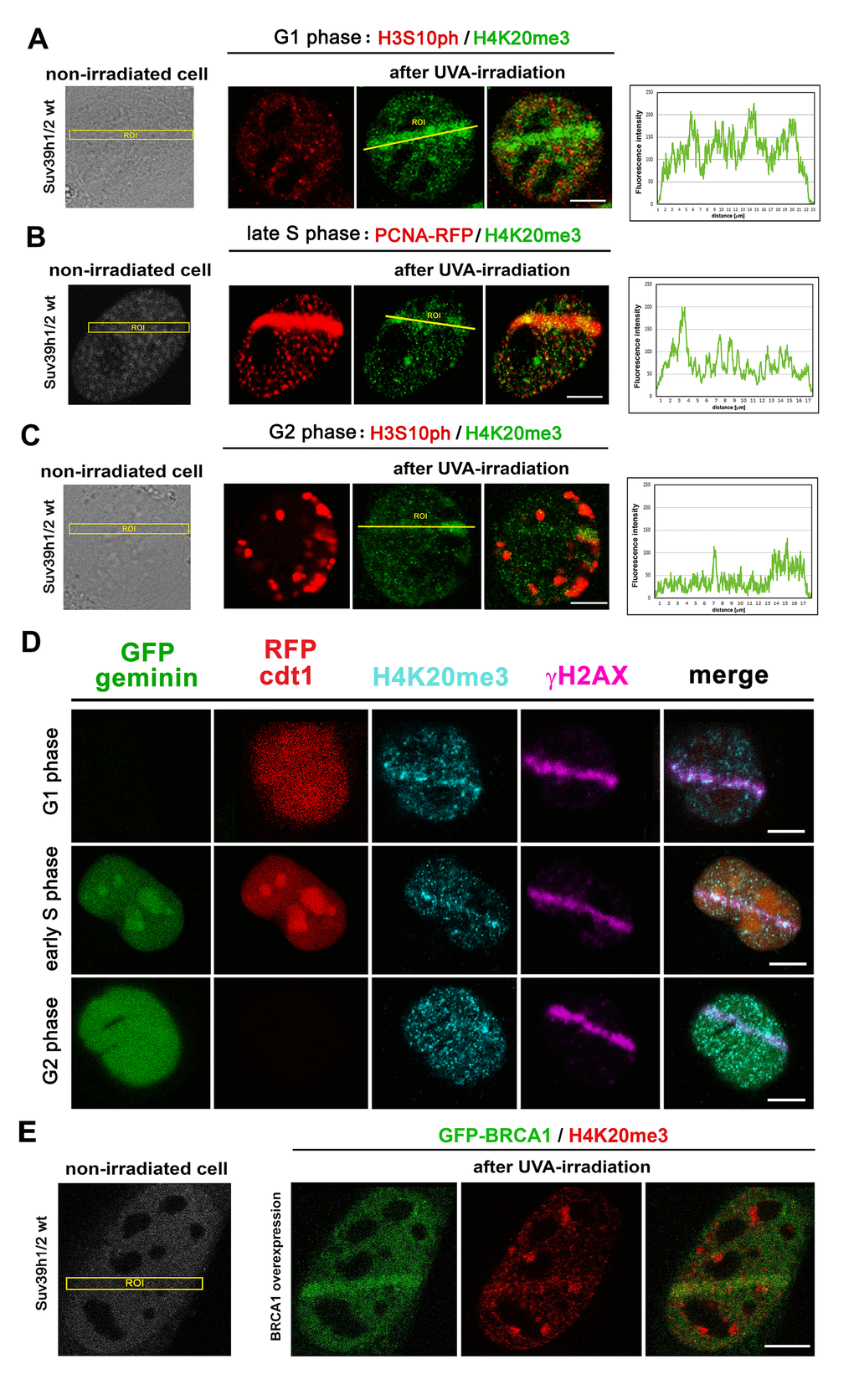 The level of H4K20me3 in cell cycle phases. H4K20me3 in (A) G1, (B) S, and (C) G2 phases of the cell cycle. G1 and G2 phases were determined according to the nuclear distribution pattern of H3S10 phosphorylation: the level of H3S10p is low in the G1 phase characterized by an appearance of tiny H3S10p-positive signals. G2 phase is characterized by robust H3S10p-positive signals in the cell nucleus. The S phase was recognized according to the distribution pattern of the mCherry-tagged PCNA protein that appeared at DNA lesions in the late S phase. The highest level of H4K20me3 at DNA lesions was in the G1 phase of the cell cycle, while cells in S and G2 phases of the cell cycle were characterized by reduced H4K20me3 at micro-irradiated chromatin. Scale bars represent 10 µm. (D) The phenomenon observed in panels A-C was confirmed by the use of the HeLa-Fucci cellular system showing G1 cells expressing RFP-cdt1 and G2 cells with GFP-geminin positivity. The cells in early S phase were subtly positive for both RFP-cdt1 and GFP-geminin. (E) The level of H4K20me3 (red) in mouse fibroblast over-expressing GFP-tagged BRCA1 protein (green). Scale bars in all panels represent 10 µm.