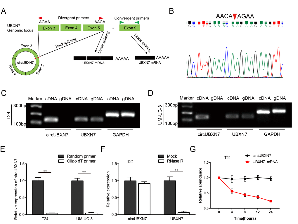 The generation and characterization of circUBXN7. (A) The diagram shows that circUBXN7 is back-spliced from exon 3 and exon 5 of precursor UBXN7 mRNA, and linear UBXN7 is generated by canonical linear splicing. (B) The product amplified by divergent primers was confirmed by Sanger sequencing. (C and D) The products amplified using convergent or divergent primers were verified by agarose gel electrophoresis. GAPDH was used as a linear control. (E) CircUBXN7 levels were detected by qRT-PCR using random or oligo (dT) primers for reverse transcription. (F) qRT-PCR analysis was performed to test circUBXN7 expression in T24 cells with or without RNase R treatment. (G) Total RNA harvested from T24 cells with Actinomycin D treatment at the indicated time points was subjected to qRT-PCR. **P