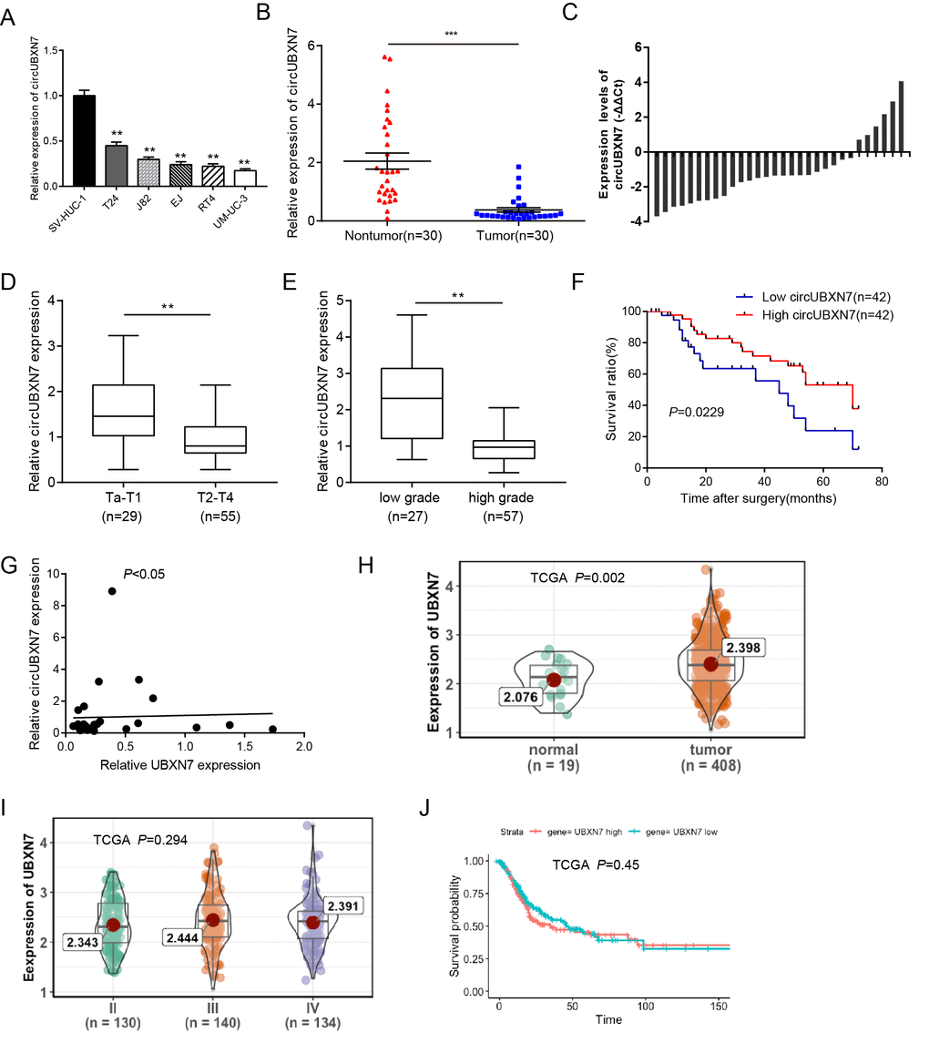 CircUBXN7 was downregulated in BC tissues and cells. (A) The expression of circUBXN7 was determined by qRT-PCR in BC cell lines. SV-HUC-1 was used as a normal control. (B) The expression of circUBXN7 normalized by GAPDH was detected by qRT-PCR in BC tissues (n=30) and adjacent nontumor tissues (n=30). (C) qRT-PCR analysis of circUBXN7 levels calculated by -ΔΔCt (ΔCt (cancer)-ΔCt (nontumor)). (D) qRT-PCR results demonstrated that circUBXN7 expression was lower in T2-T4 BC tissues than in Ta-T1 tissues. (E) CircUBXN7 expression was lower in high-grade tissues than that in low-grade tissues. (F) The Kaplan-Meier method was applied to evaluate the overall survival rate in BC patients. (G) Correlation analysis of circUBXN7 levels with UBXN7 mRNA levels in 30 BC tissues. (H) TCGA database analysis of UBXN7 mRNA levels in human BC normal tissues (n=19) and tumor tissues (n=408). (I) TCGA analysis of UBXN7 mRNA levels in different stages of BC. (J) The Kaplan-Meier survival analysis of low and high level of UBXN7 from TCGA database. *PPP