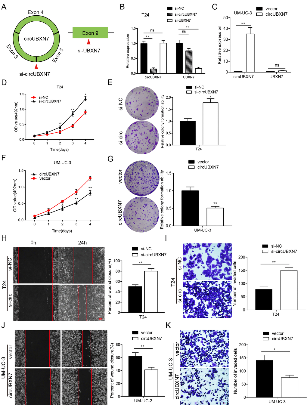 CircUBXN7 exerted a tumor suppressive role in BC cells. (A) Schematic of the silencing sites of circUBXN7 and linear UBXN7. (B) Relative expression of circUBXN7 and UBXN7 mRNA after knockdown of circUBXN7 or UBXN7 examined by qRT-PCR. (C) Relative expression of circUBXN7 and UBXN7 mRNA after overexpression of circUBXN7. (D) MTS cell viability assay of T24 cells treated with si-circUBXN7. (E) Cell clone numbers were counted when circUBXN7 was silenced in T24. (F) Overexpression of circUBXN7 inhibited cell growth in UM-UC-3 cells detected by MTS assay. (G) CircUBXN7 overexpression reduced clone numbers of UM-UC-3 cells tested by colony formation assay. (H) Silencing of circUBXN7 enhanced cell migration of T24 cells performed by wound healing assay. Scale bar, 500 μm. (I) Knockdown of circUBXN7 increased the invasive ability of T24 cells as detected by transwell Matrigel invasion assay. Scale bar, 200 μm. (J) CircUBXN7 overexpression impaired migratory capacity of UM-UC-3 cells. (K) CircUBXN7 overexpression repressed invasive ability in UM-UC-3 cells. *PP