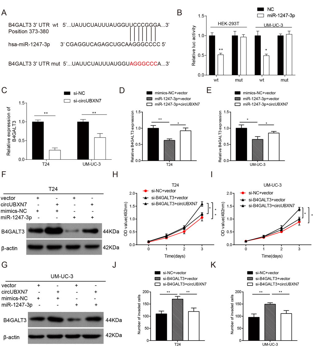 CircUBXN7 antagonized miR-1247-3p-mediated repression of B4GALT3 expression. (A) The potential binding sites between miR-1247-3p and B4GALT3 was predicted by Targetscan. The red part indicates the mutated base. (B) Dual-luciferase reporter assay showed that B4GALT3 was directly targeted by miR-1247-3p. (C) The effect of si-circUBXN7 on the mRNA level of B4GALT3 was determined by qRT-PCR. (D and E) CircUBXN7 reversed the suppressive effect of miR-1247-3p on B4GALT3 expression at the mRNA level. (F and G) CircUBXN7 neutralized miR-1247-3p-induced inhibition on B4GALT3 expression at the protein level. (H and I) MTS assay showed that the proliferation-promoting effect of si-B4GALT3 was reversed by circUBXN7. (J and K) Transwell Matrigel invasion assay indicated that circUBXN7 counteracted the invasive ability of BC cells transfected with si-B4GALT3. *PP