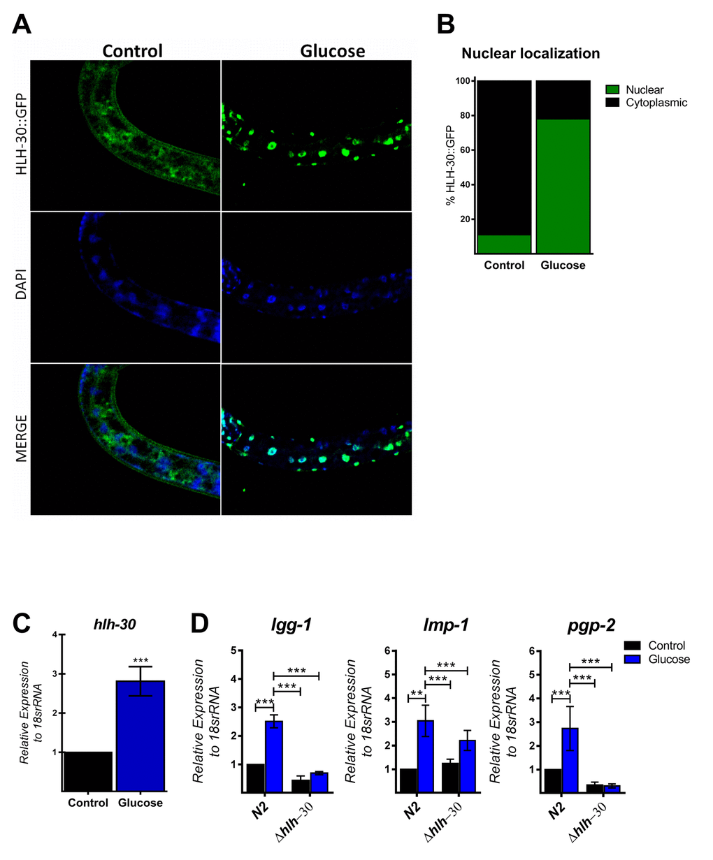 HLH-30 is activated by a high glucose diet. (A and B) Representative confocal images and quantitation, respectively, showing the nuclear localization of HLH-30 with the high glucose diet (green dots). Nuclei were visualized by DAPI staining (blue dots). (C) shows the expression level of hlh-30 mRNA that was increased in wild type nematodes treated with a high glucose diet. (D) mRNA expression of putative autophagy-related and lysosomal target genes in the N2 and hlh-30 (tm1978) mutant strains. Data represent the mean ± SEM of three independent experiments; *** p 