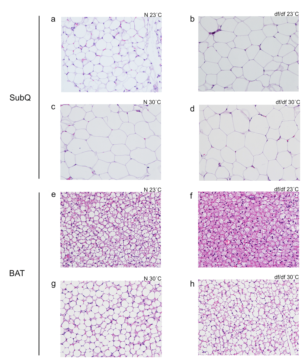 Increased eT resulted in increased subcutaneous white adipocyte size and altered structure of brown adipocytes. (a) Normal 23˚C subcutaneous, (b) dwarf 23˚C subcutaneous, (c) normal 30˚C subcutaneous, (d) dwarf 30˚C subcutaneous, (e) normal 23˚C brown adipose tissue, (f) dwarf 23˚C brown adipose tissue, (g) normal 30˚C brown adipose tissue, (h) dwarf 30˚C brown adipose tissue.