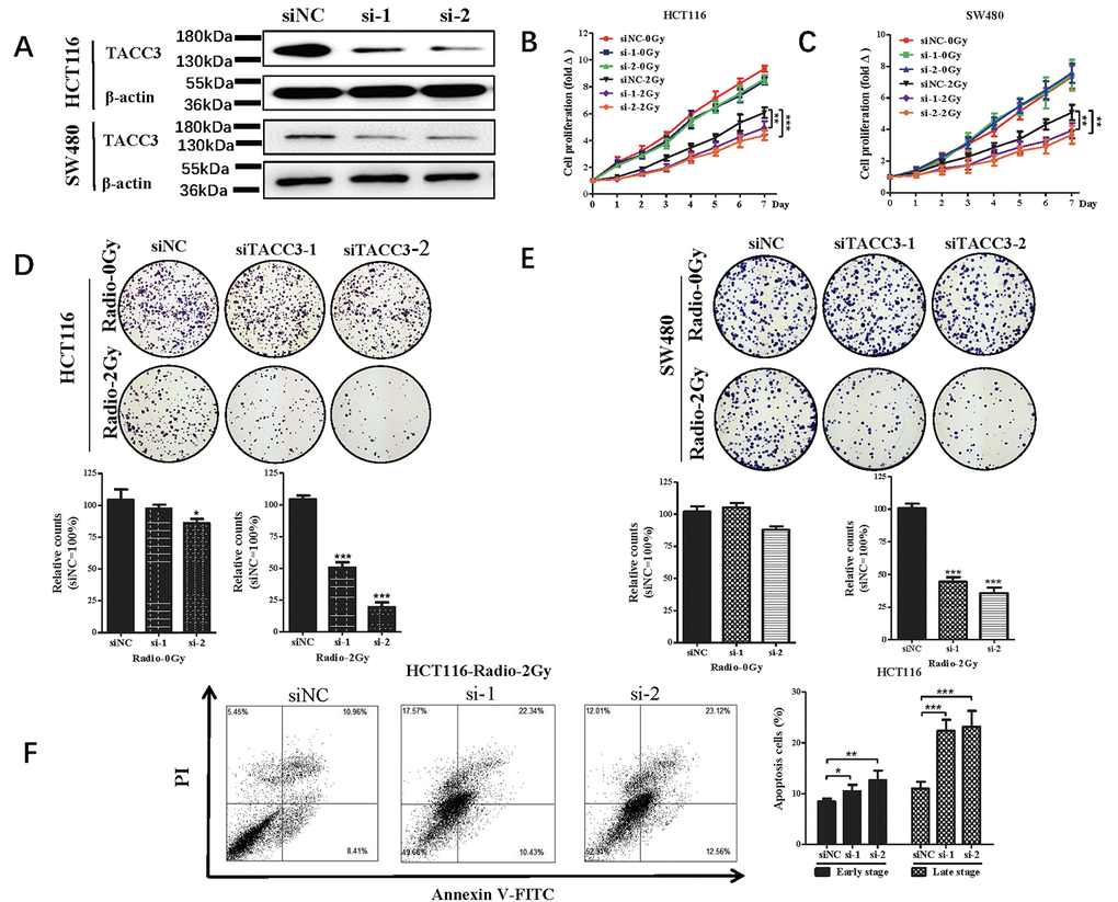 Effect of radiotherapy on cell proliferation, colony formation and apoptosis after knocking down of TACC3 in HCT116 and SW480 cells. (A) TACC3 protein expression in HCT116 and SW480 knockdown cells. (B, C) TACC3 knockdown increases the inhibitory effect of radiotherapy on HCT116 and SW480 cell proliferation measured in CCK-8 assays. (D, E) TACC3 Knockdown increases the induced inhibitory effect of radiotherapy on colony formation by HCT116 and SW480 cells. (F) TACC3 Knockdown the incidences of radiotherapy-induced early and late apoptosis among HCT116 cells, as measured using flow cytometry with Annexin V/PI double staining. *p