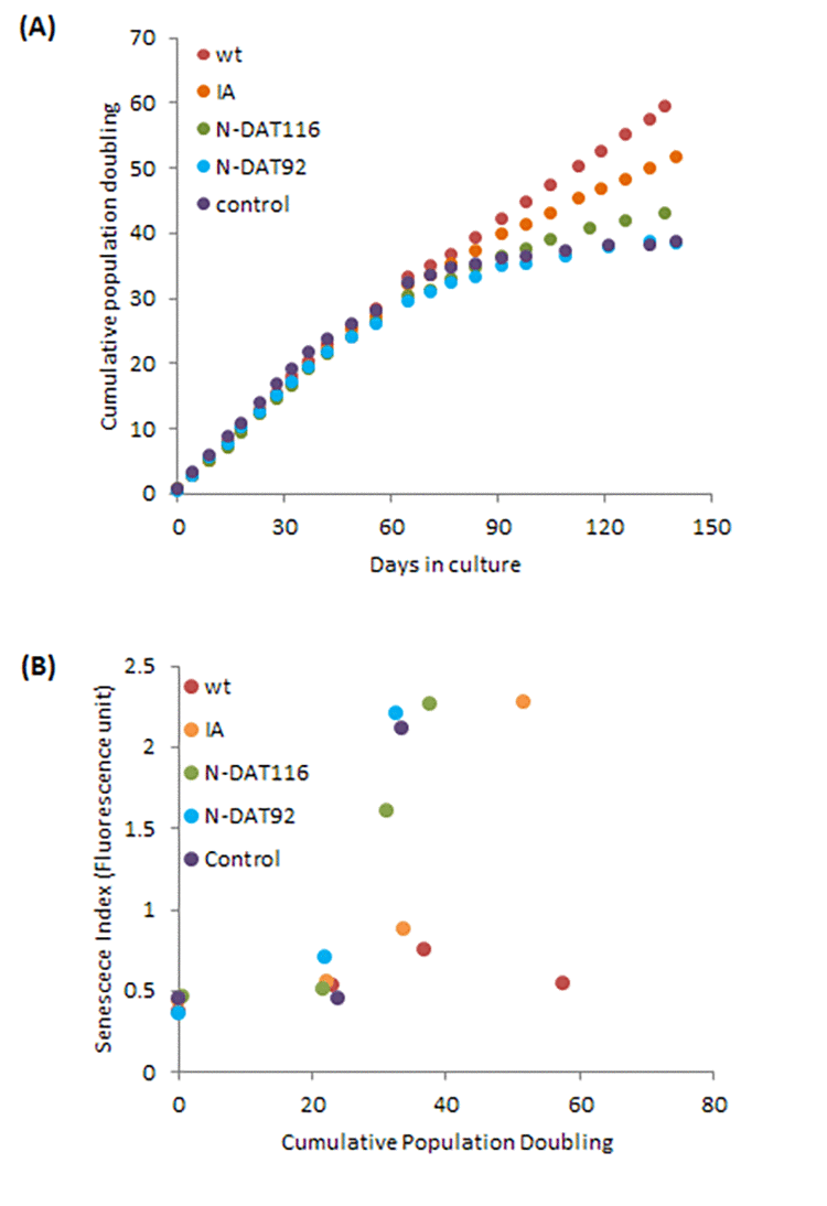 Effects of hTERT and its mutants on growth and senescence of human primary neonatal fibroblasts. (A) Growth dynamics of primary cells transduced with either empty vector (control), vector expressing wildtype hTERT (WT), IA mutant (IA), N-DAT116 mutant (N116) or N-DAT92 mutant (N92). (B) Cells from a selection of passages were subjected to senescence assay and the senescence index is plotted against cumulative population doubling that corresponded to the passage of cells that were analysed.