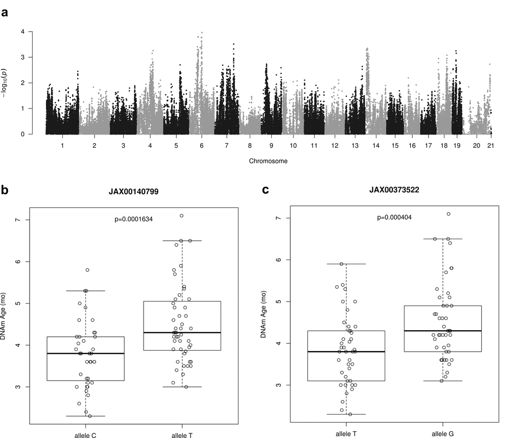 Genome-wide association results for DNAm Age. (a) Manhattan plot presenting genome-wide association results for DNAm Age. Epigenetic age predictions were calculated using all CpGs clock with ridge regression and leave-one-sample-out estimates. GWAS analysis was based on linear mixed model and a set of 196,148 SNPs (MAF > 0.05) from HMDP mice strains. (b) This SNP as identified using GWAS analysis of epigenetic age predictions. It is located in an LD block on chromosome 6 and contains the genes Npy, Mpp6, Gsdme and Osbp13. A one-sided t-test of DNAm ages between the two allelic groups shown is statistically significant. (c) It is located in an LD block on chromosome 6 and contains the genes Npy, Mpp6, Gsdme and Osbp13. A one-sided t-test of DNAm ages between the two allelic groups shown is statistically significant.