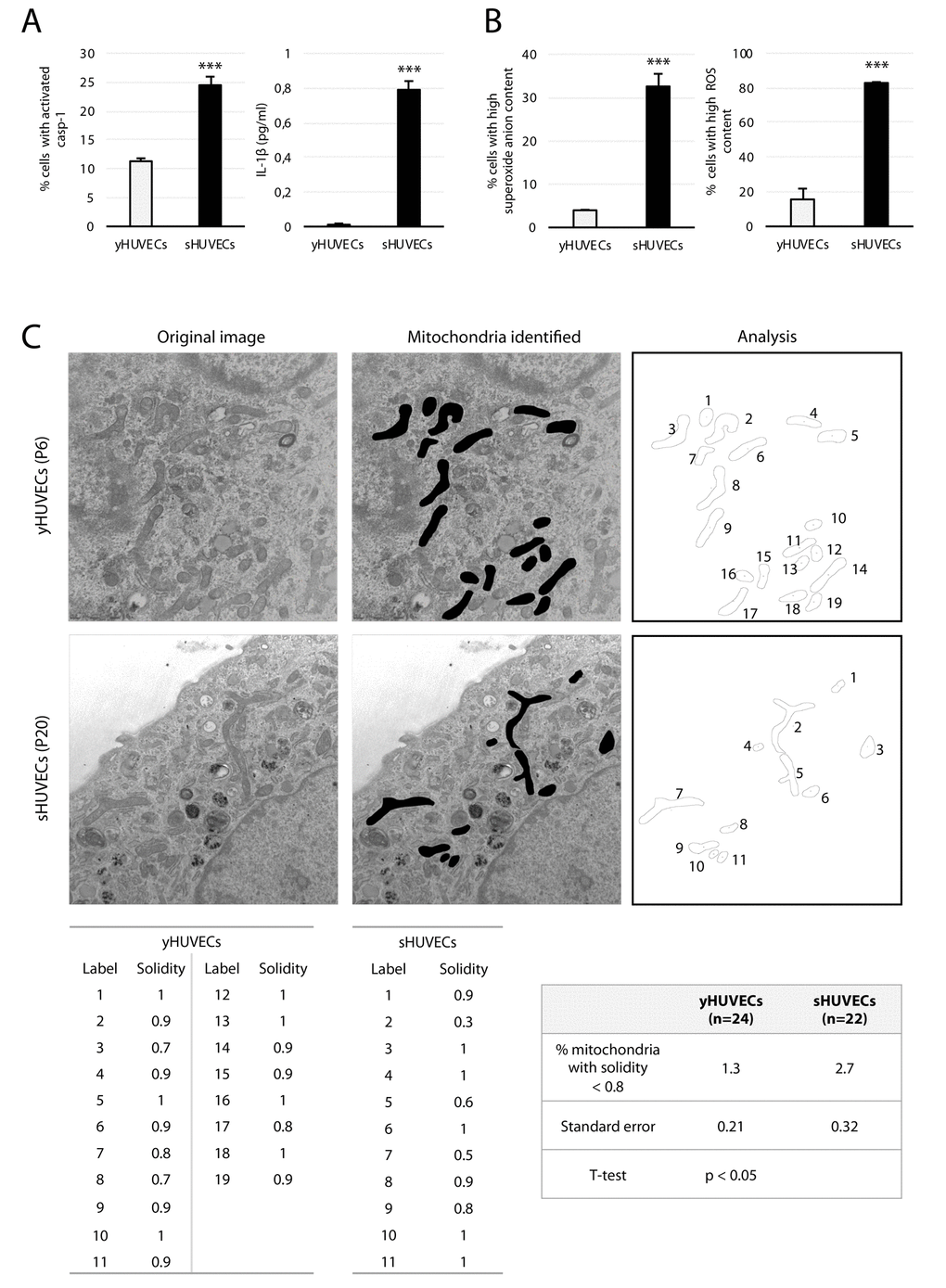 Biochemical features of sHUVECs. (A) Cytofluorimetry analysis of the percentage of cells with activated casp-1 (left) and of IL-1β concentration (pg/ml) in the culture medium (right) in yHUVECs and sHUVECs. (B) Percentage of HUVECs with high levels of anion superoxide (left) and ROS (right) production evaluated by flow cytometry; (C) Representative TEM image of mitochondria from a yHUVEC and a sHUVEC, original magnification 19 K. Images analyzed in ImageJ for shape descriptors. A solidity threshold of 0.8 was adopted to select for rougher and branched mitochondria and calculate their percentage out of the total number of mitochondria found in the image (n = number of cells analyzed at a magnification of 13 K to 19 K). *** t-test, p 