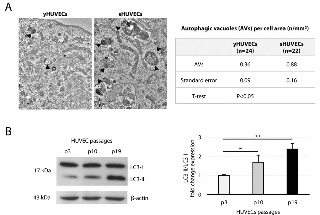 Autophagic vacuoles (AV)s and LC3 expression in yHUVECs and sHUVECs. (A) TEM images of AVs (arrowheads) in yHUVECs and sHUVECs (left); AVs were quantified per cell area (right), n = number of cells analyzed. Asterisk near a Weibel Palade body. Magnification, 19 K. (B) Western blot and densitometric analysis of LC3-II/LC3-I ratio fold change to P3 (yHUVECs) during replicative senescence. Data were normalized to β-actin. Data are mean ± SD of three independent experiments. * t-test p 